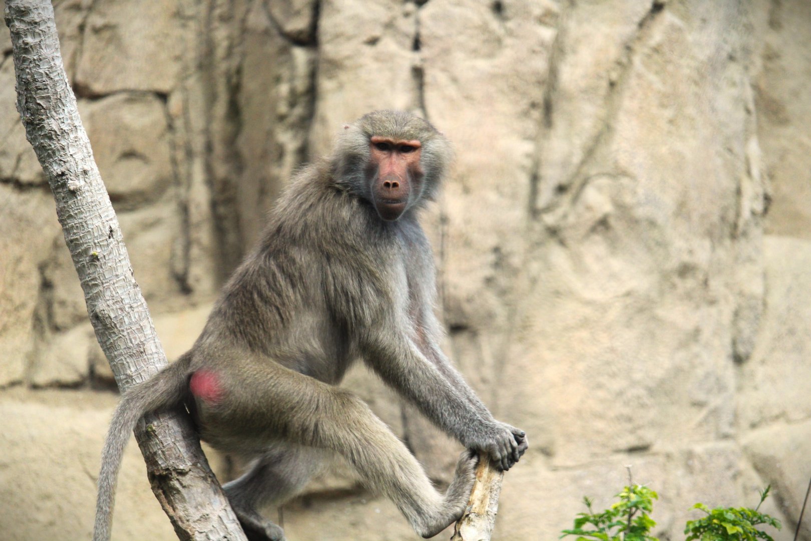 Africa Rocks - Ethiopian Highlands - Hamadryas Baboon