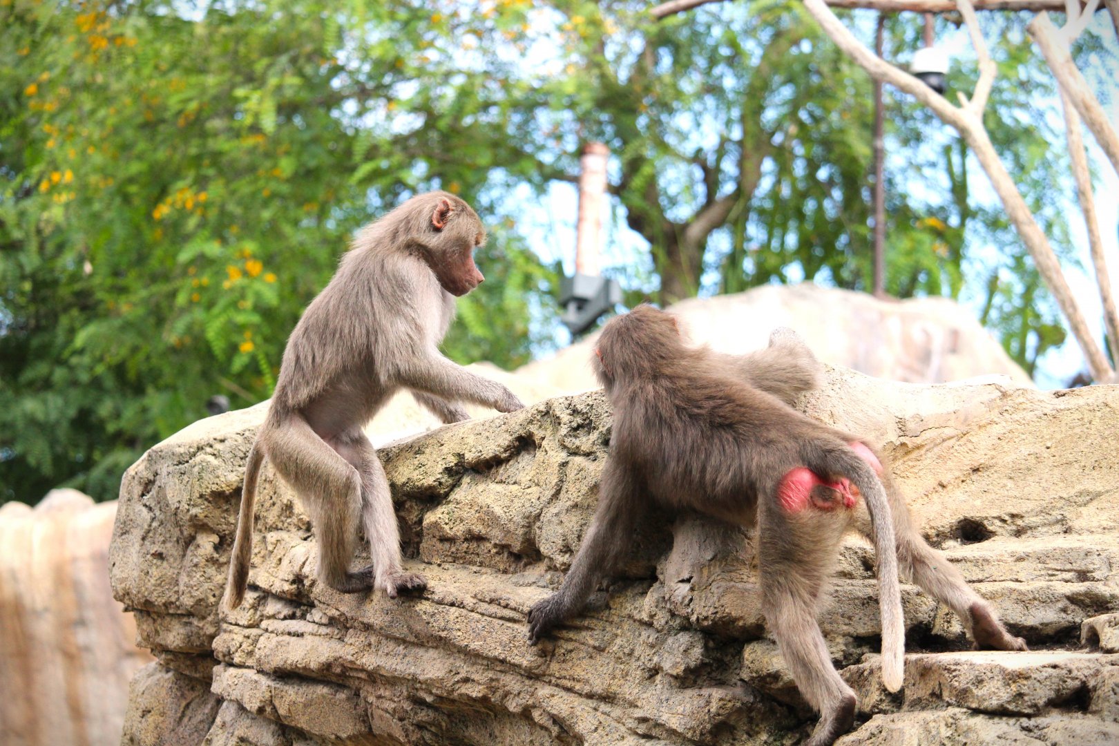 Africa Rocks - Ethiopian Highlands - Hamadryas Baboons