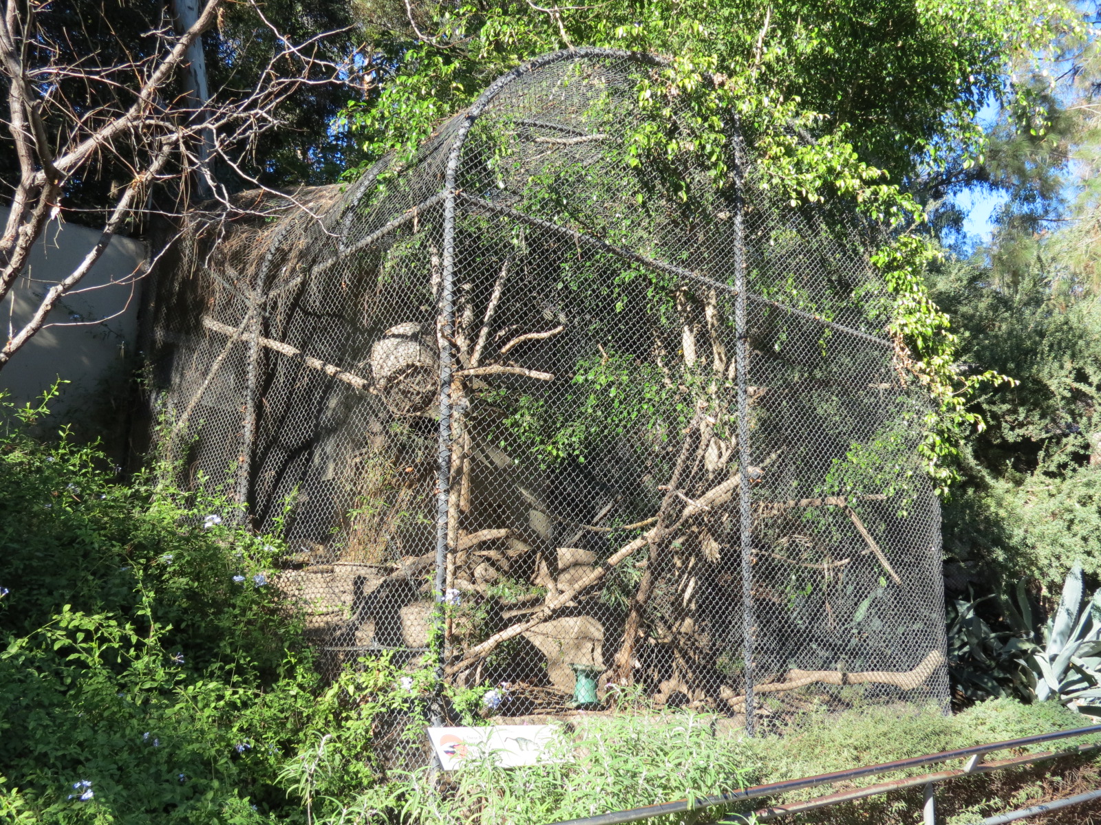 Africa Rocks - Fossa Exhibit