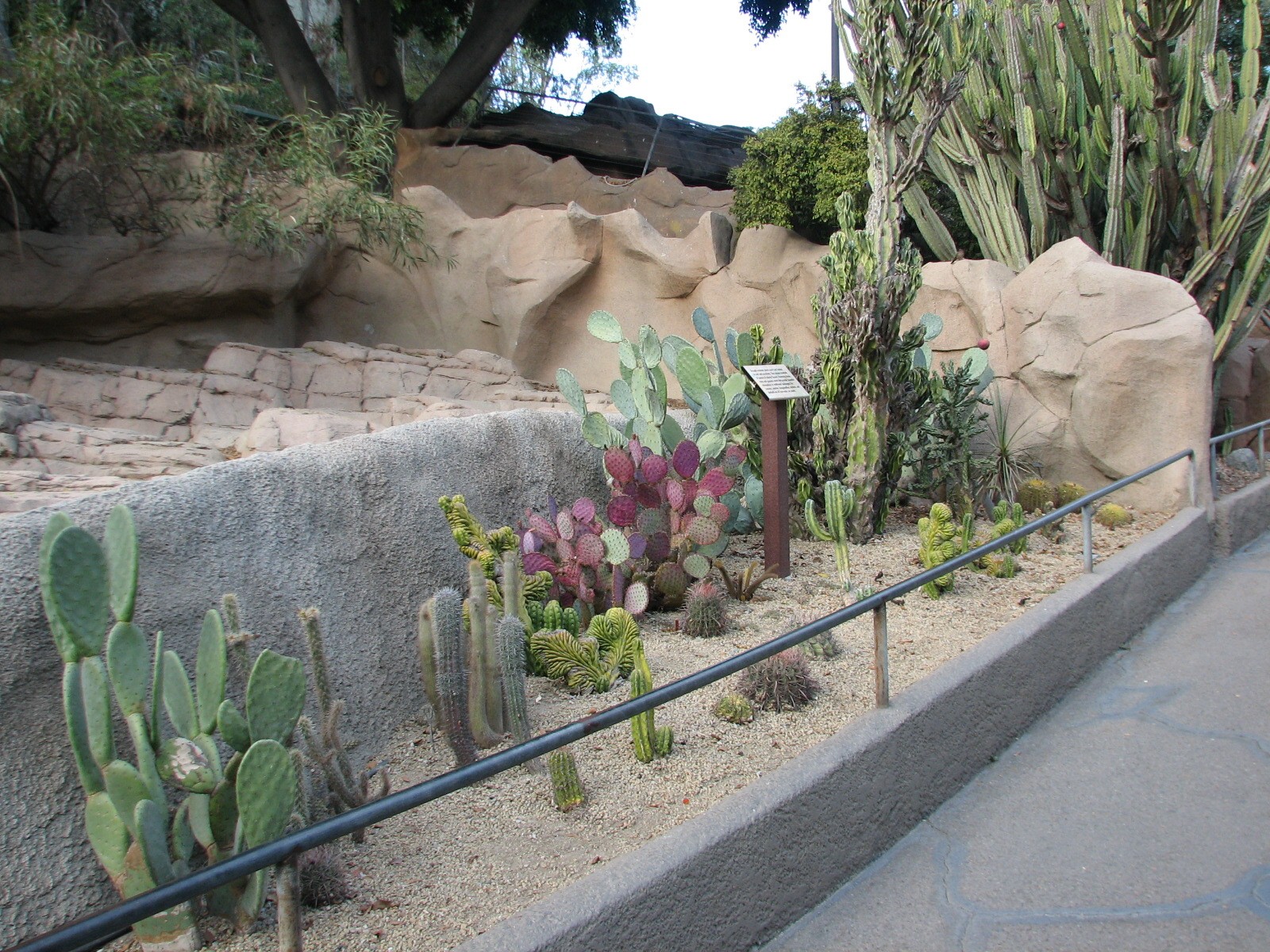 Africa Rocks - Indian Crested Porcupine Exhibit