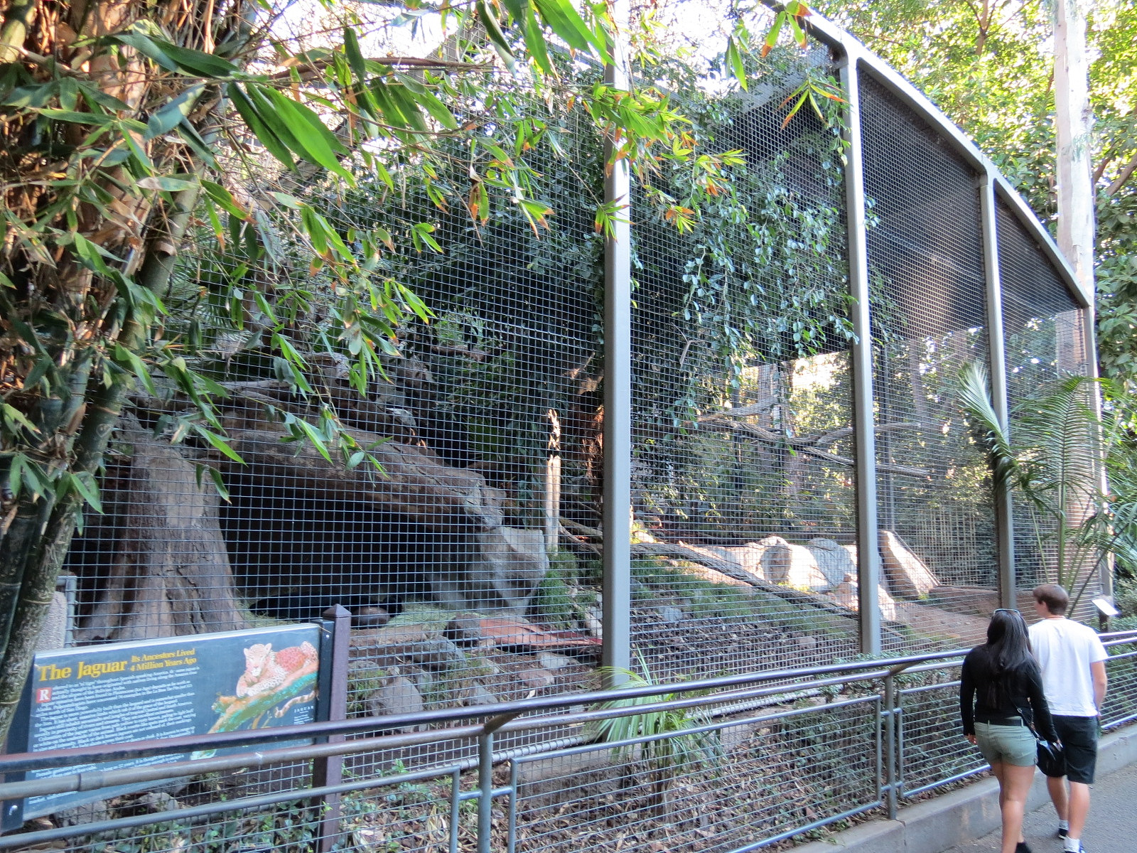 Africa Rocks - Jaguar Exhibit