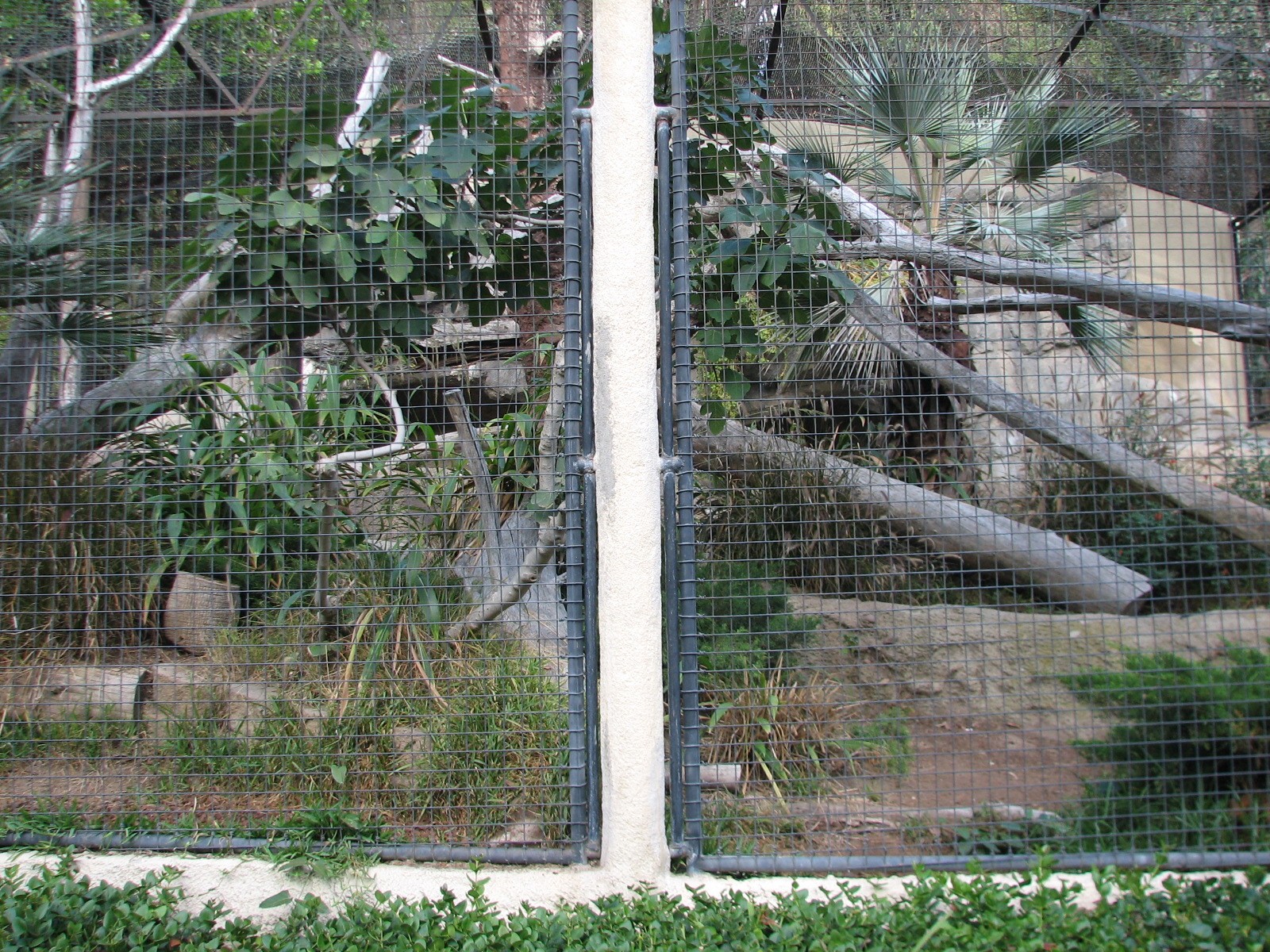 Africa Rocks - Jaguar Exhibit