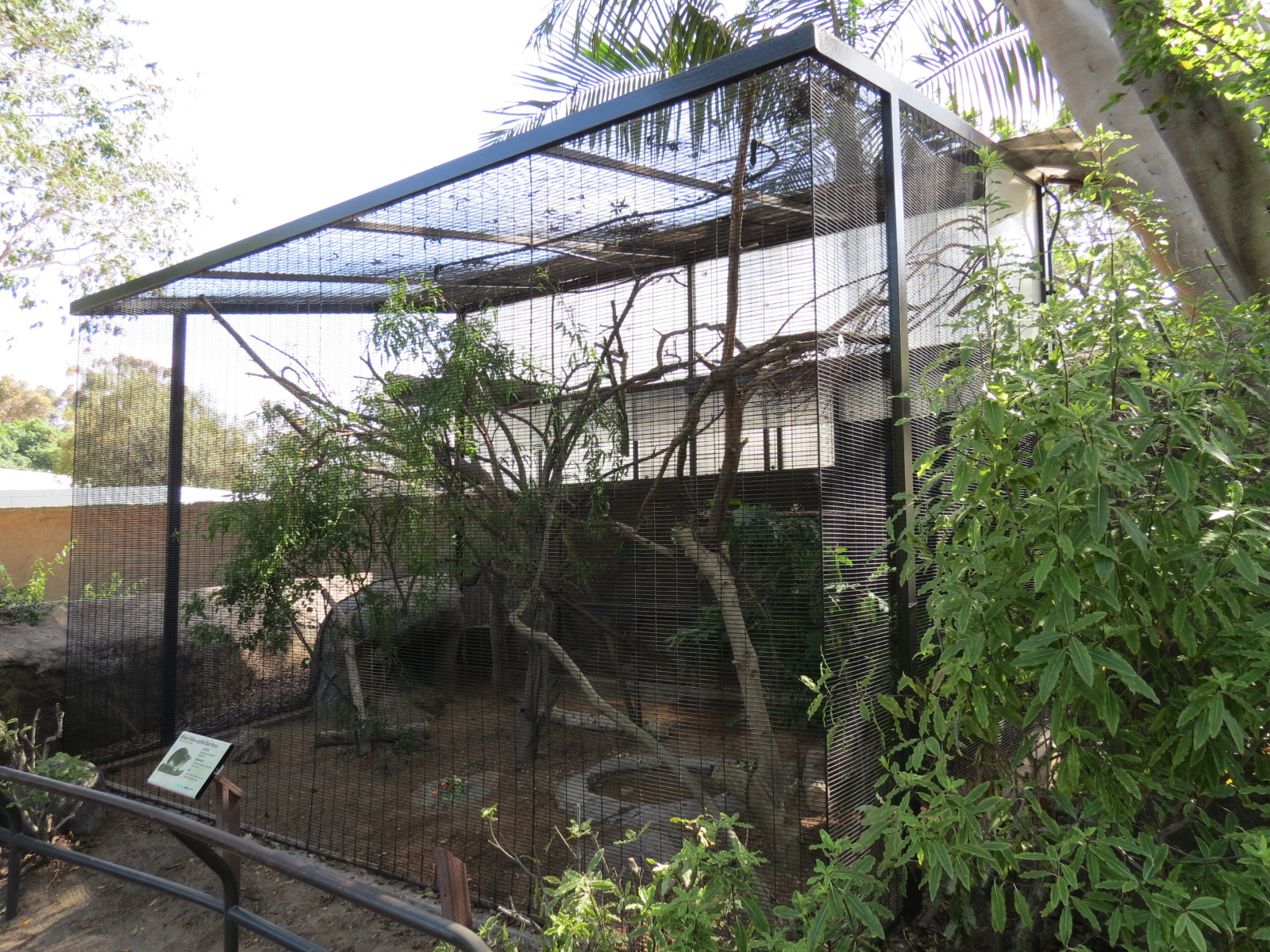 Africa Rocks - Kopje - African Yellow-spotted Rock Hyrax Exhibit