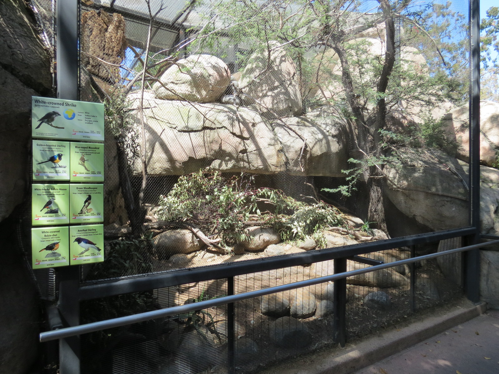 Africa Rocks - Kopje - Aviary