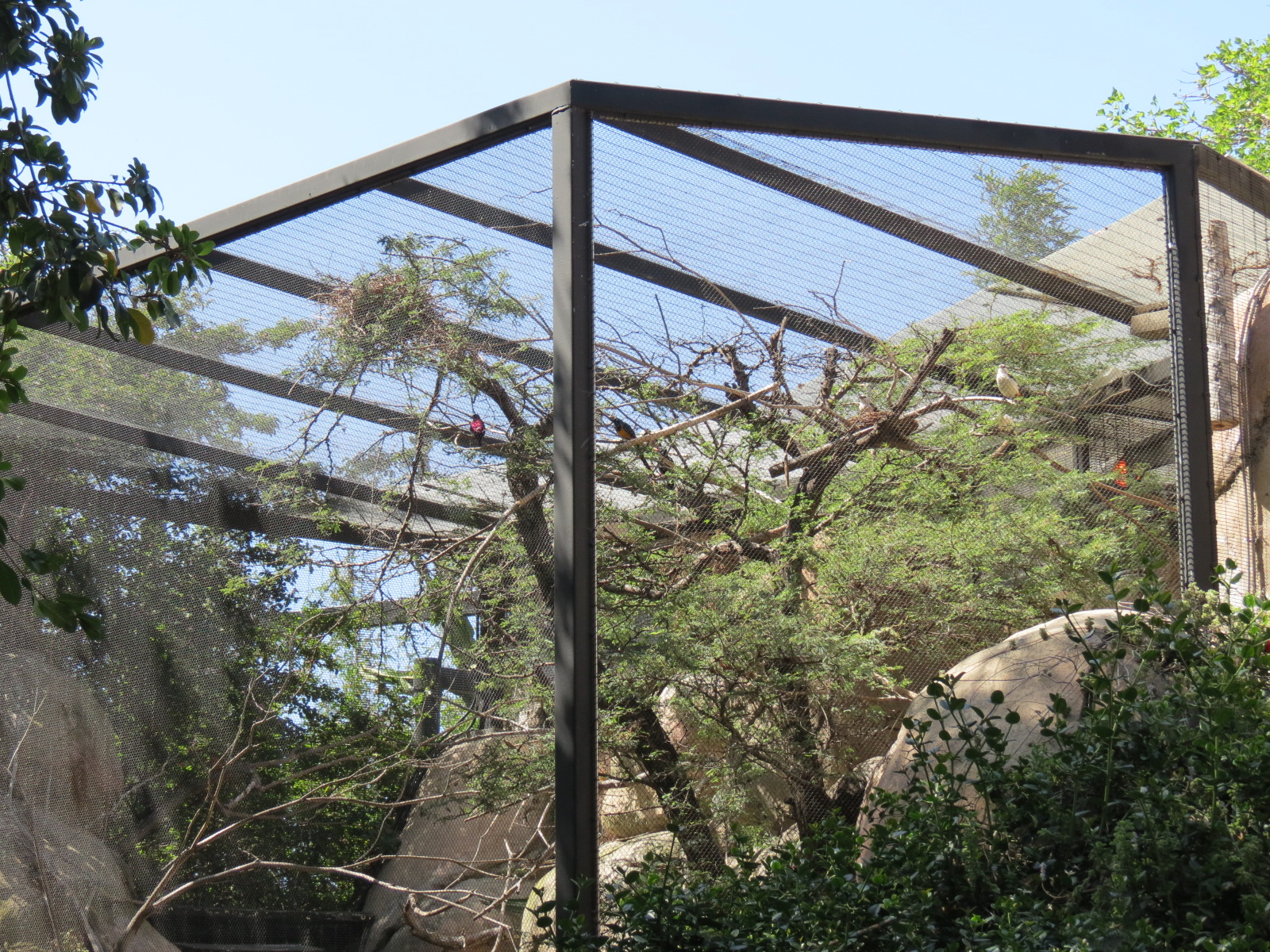 Africa Rocks - Kopje - Aviary