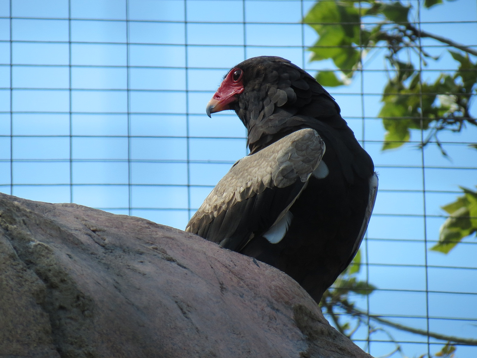 Africa Rocks - Kopje - Bataleur Eagle Exhibit