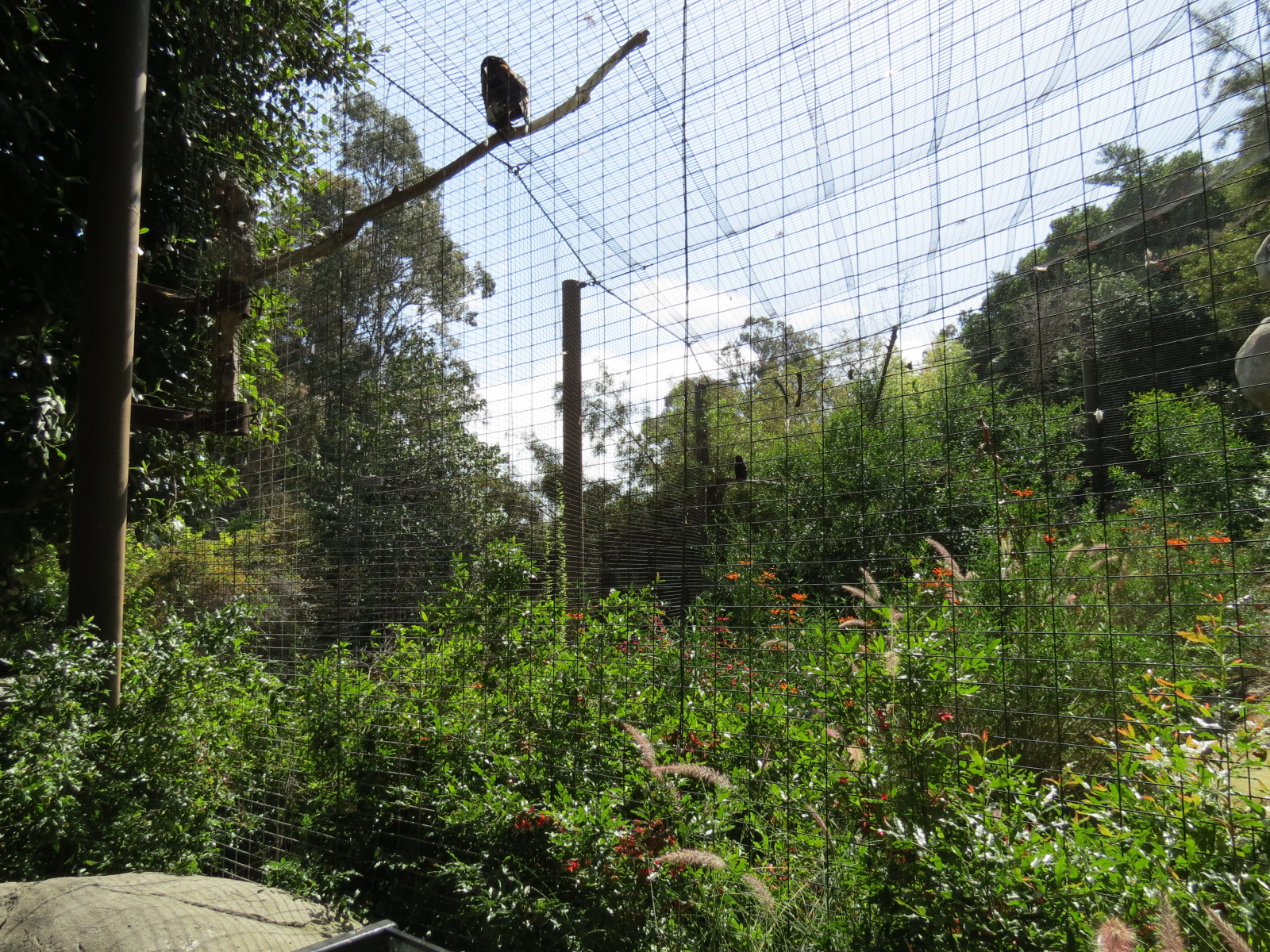 Africa Rocks - Kopje - Bataleur Eagle Exhibit