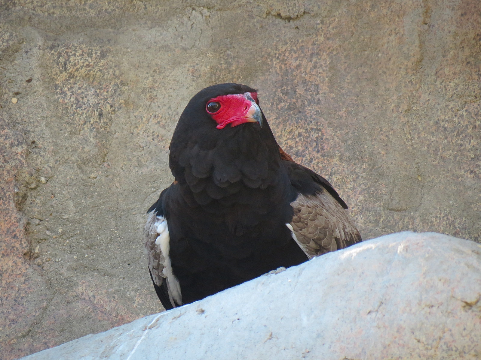 Africa Rocks - Kopje - Bataleur Eagle Exhibit
