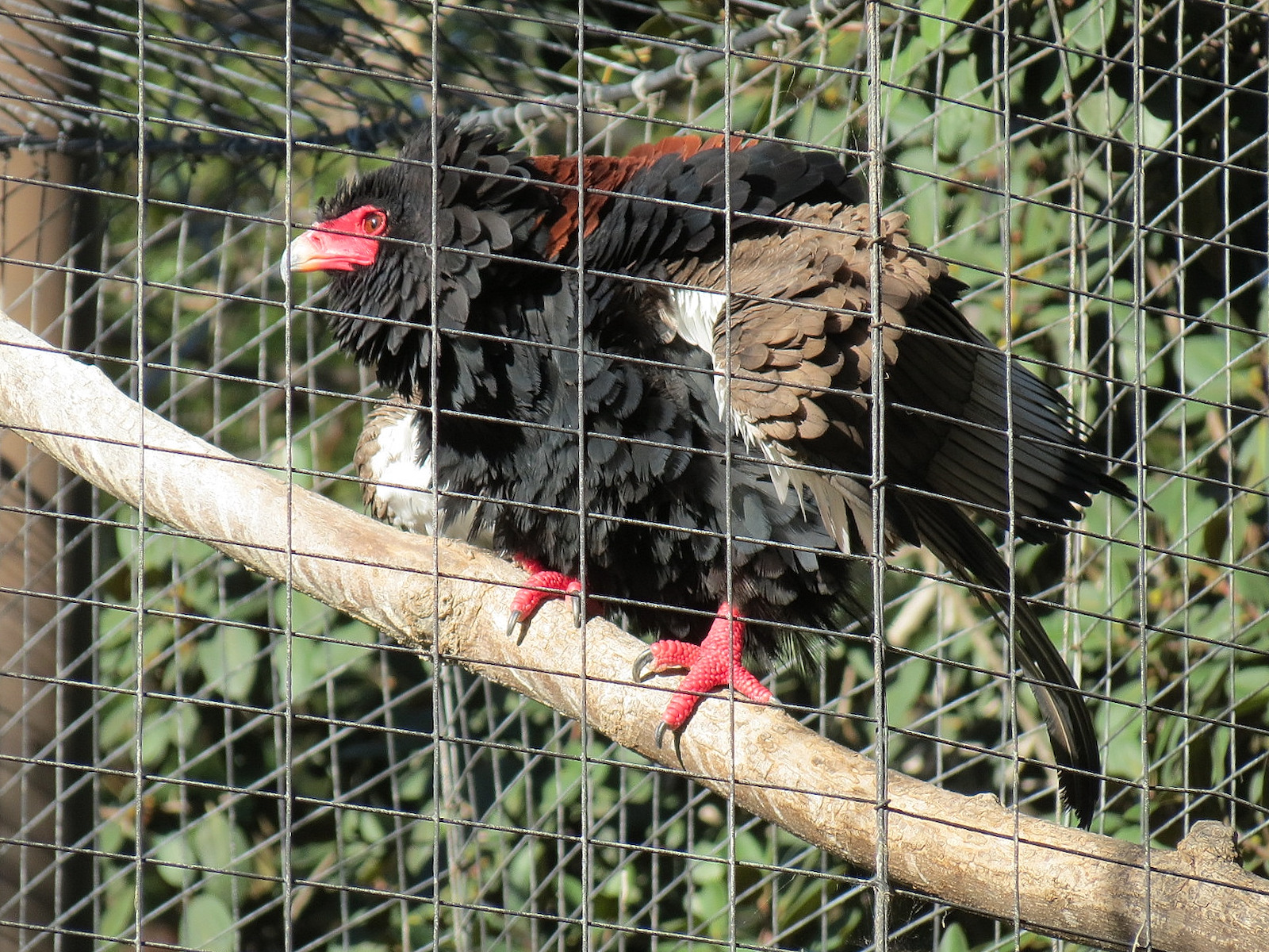 Africa Rocks - Kopje - Bataleur Eagle Exhibit