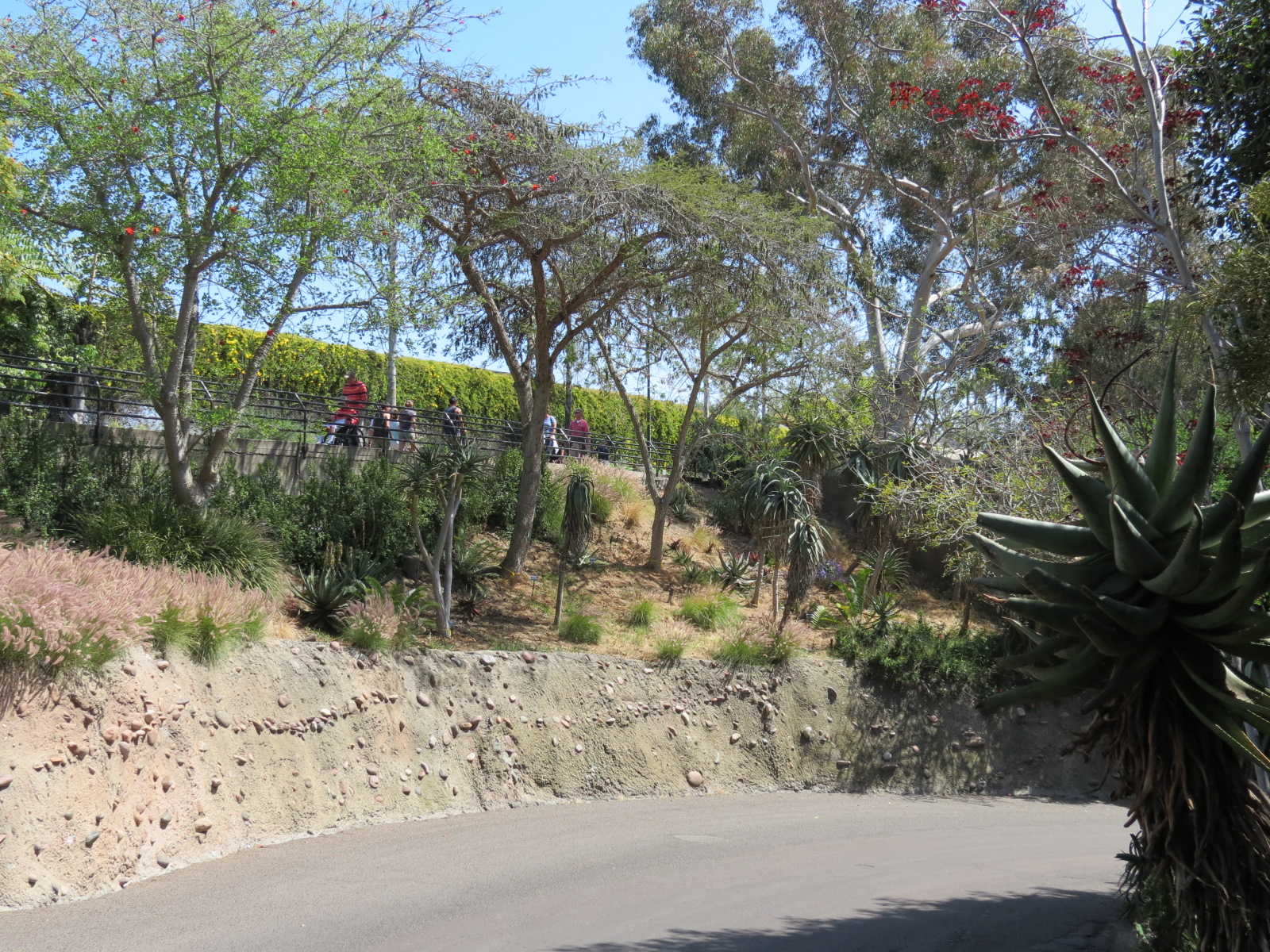 Africa Rocks - Kopje - Bus Road