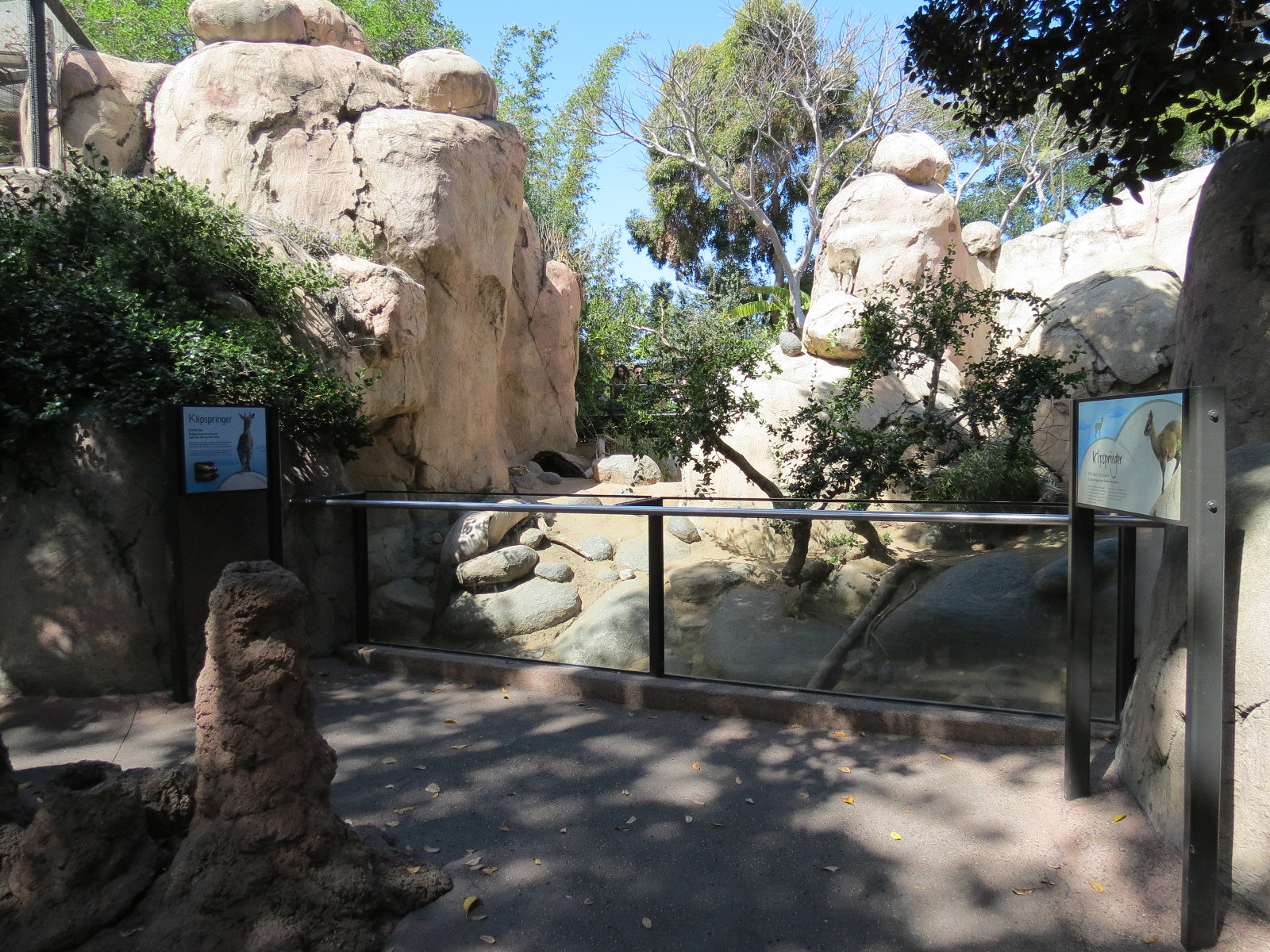 Africa Rocks - Kopje - Klipspringer, Rock Hyrax, and Dwarf Mongoose Exhibit
