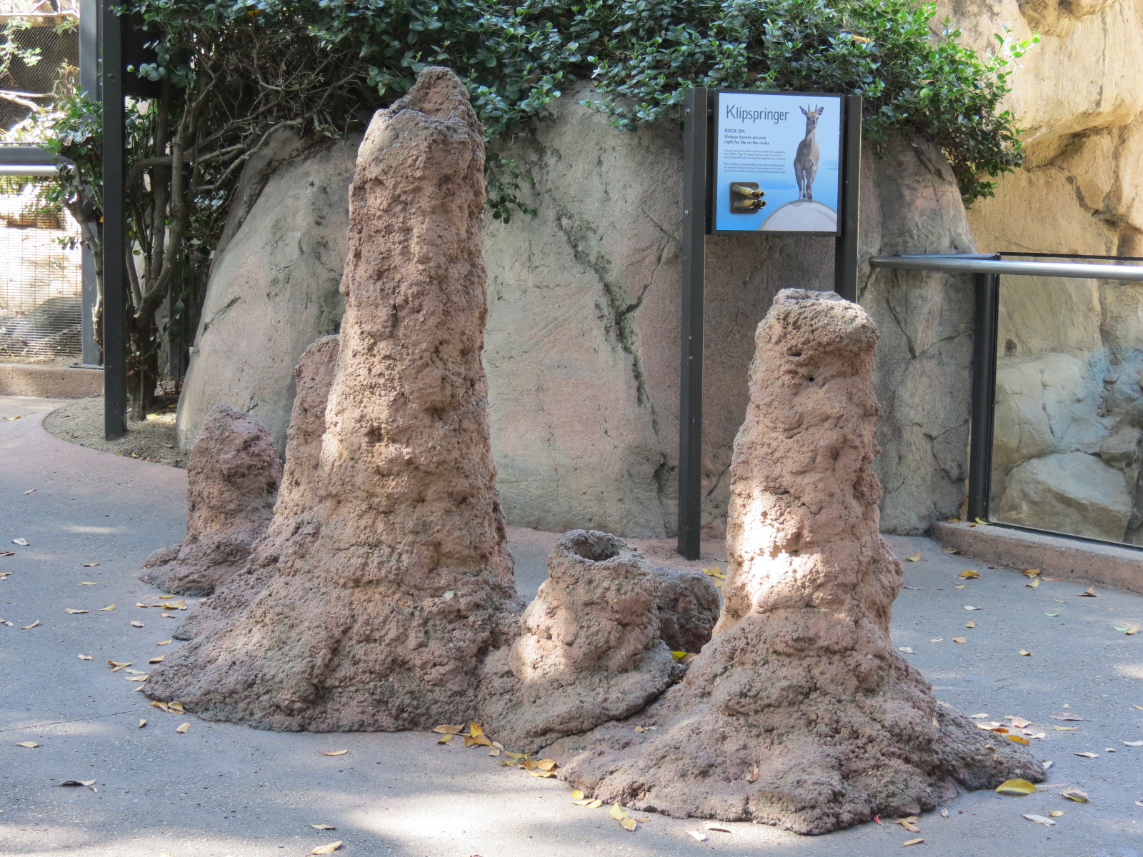 Africa Rocks - Kopje - Klipspringer, Rock Hyrax, and Dwarf Mongoose Exhibit