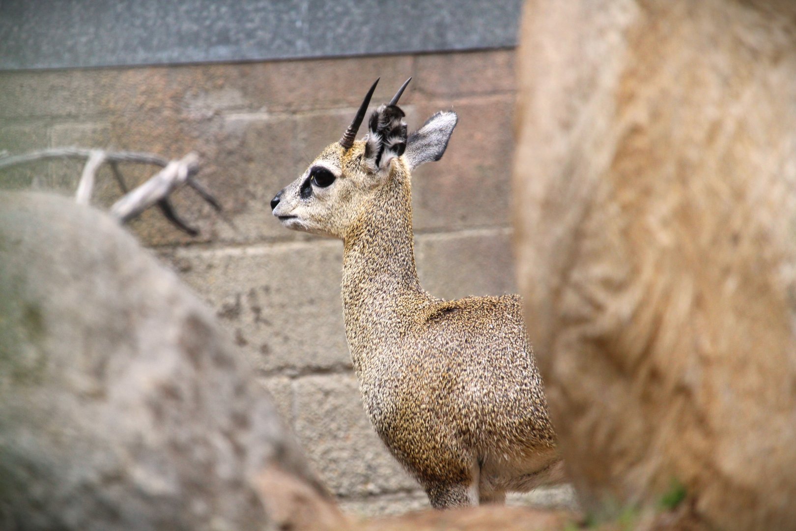 Africa Rocks - Kopje - Klipspringer