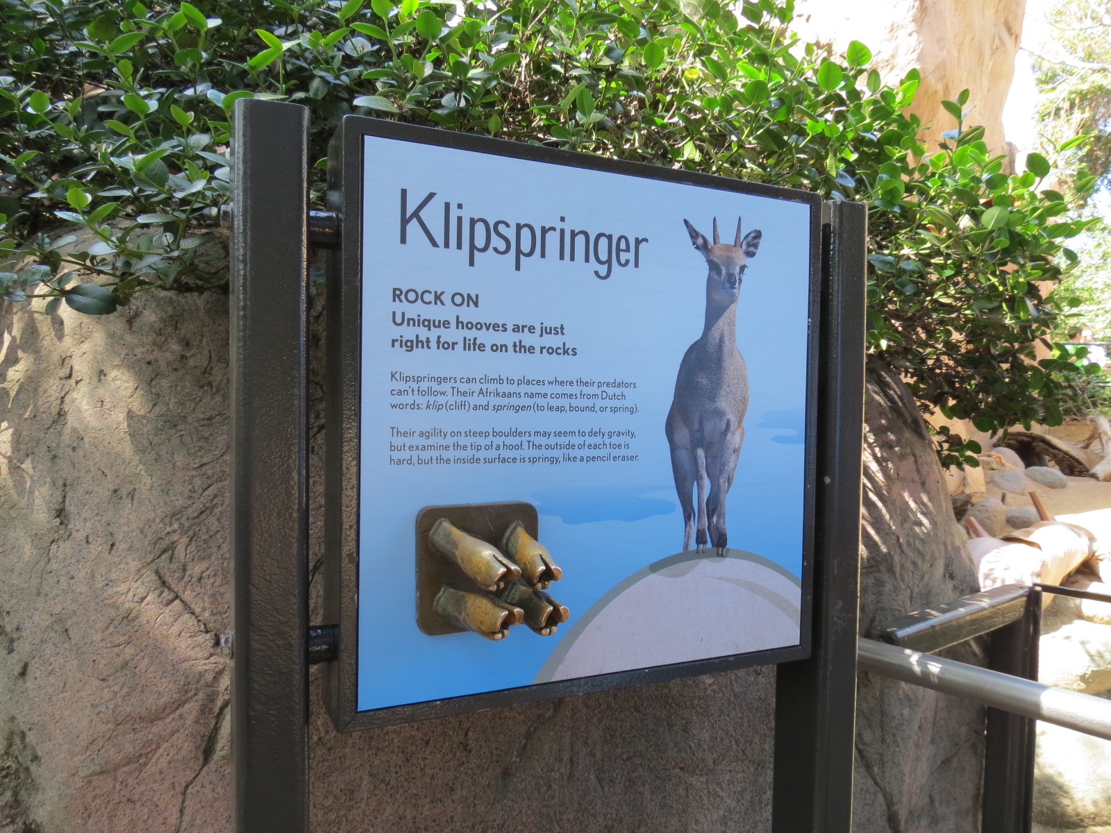 Africa Rocks - Kopje - Kopje - Klipspringer, Rock Hyrax, and Dwarf Mongoose