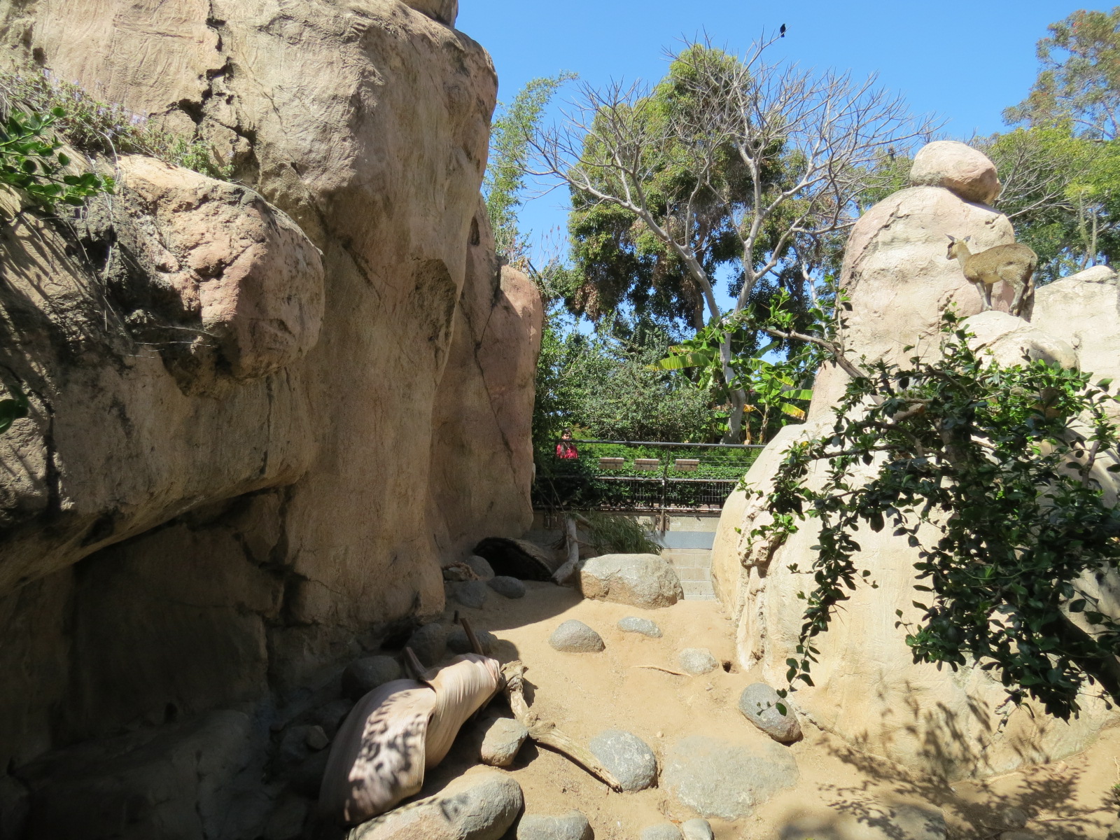 Africa Rocks - Kopje - Kopje - Klipspringer, Rock Hyrax, and Dwarf Mongoose