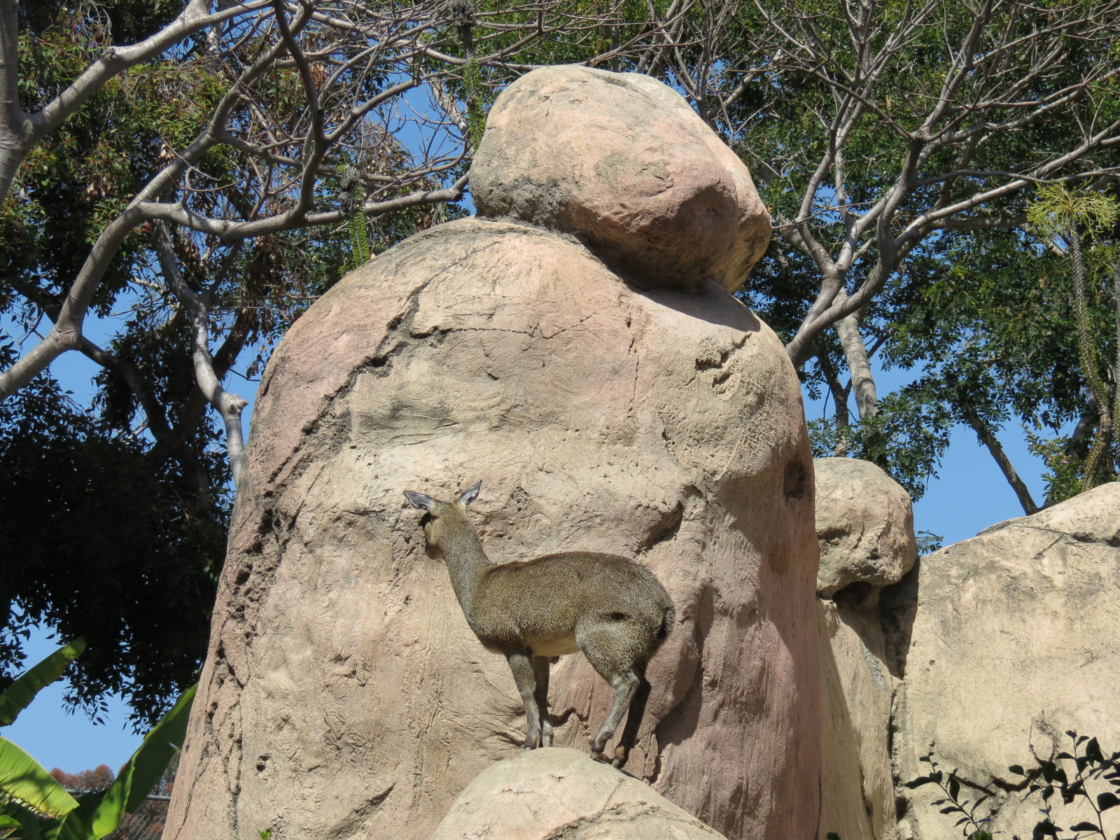Africa Rocks - Kopje - Kopje - Klipspringer, Rock Hyrax, and Dwarf Mongoose