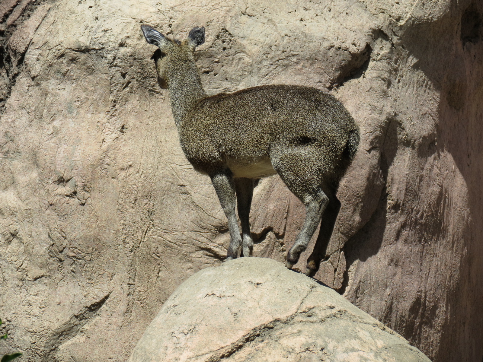 Africa Rocks - Kopje - Kopje - Klipspringer, Rock Hyrax, and Dwarf Mongoose