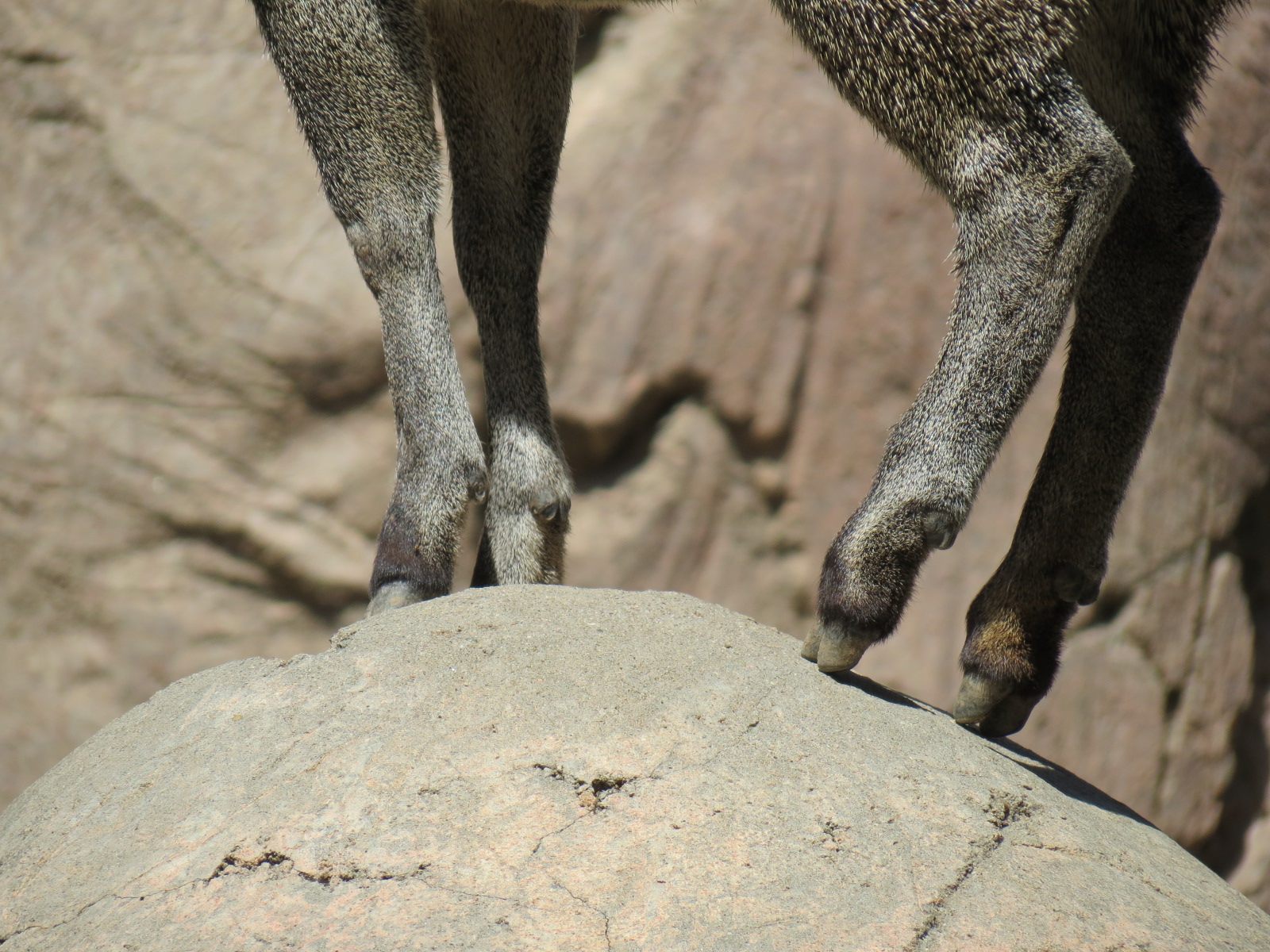 Africa Rocks - Kopje - Kopje - Klipspringer, Rock Hyrax, and Dwarf Mongoose