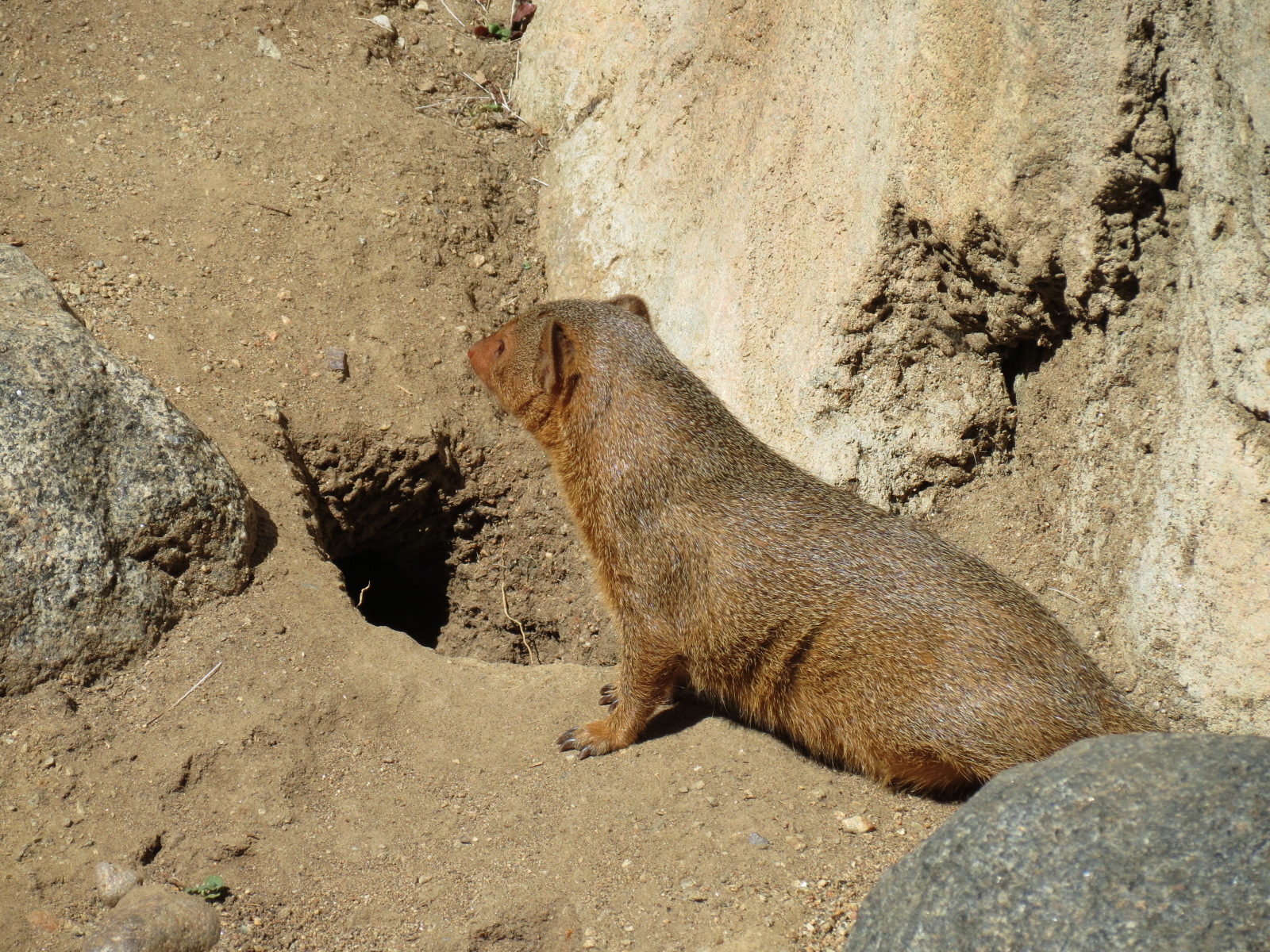 Africa Rocks - Kopje - Kopje - Klipspringer, Rock Hyrax, and Dwarf Mongoose