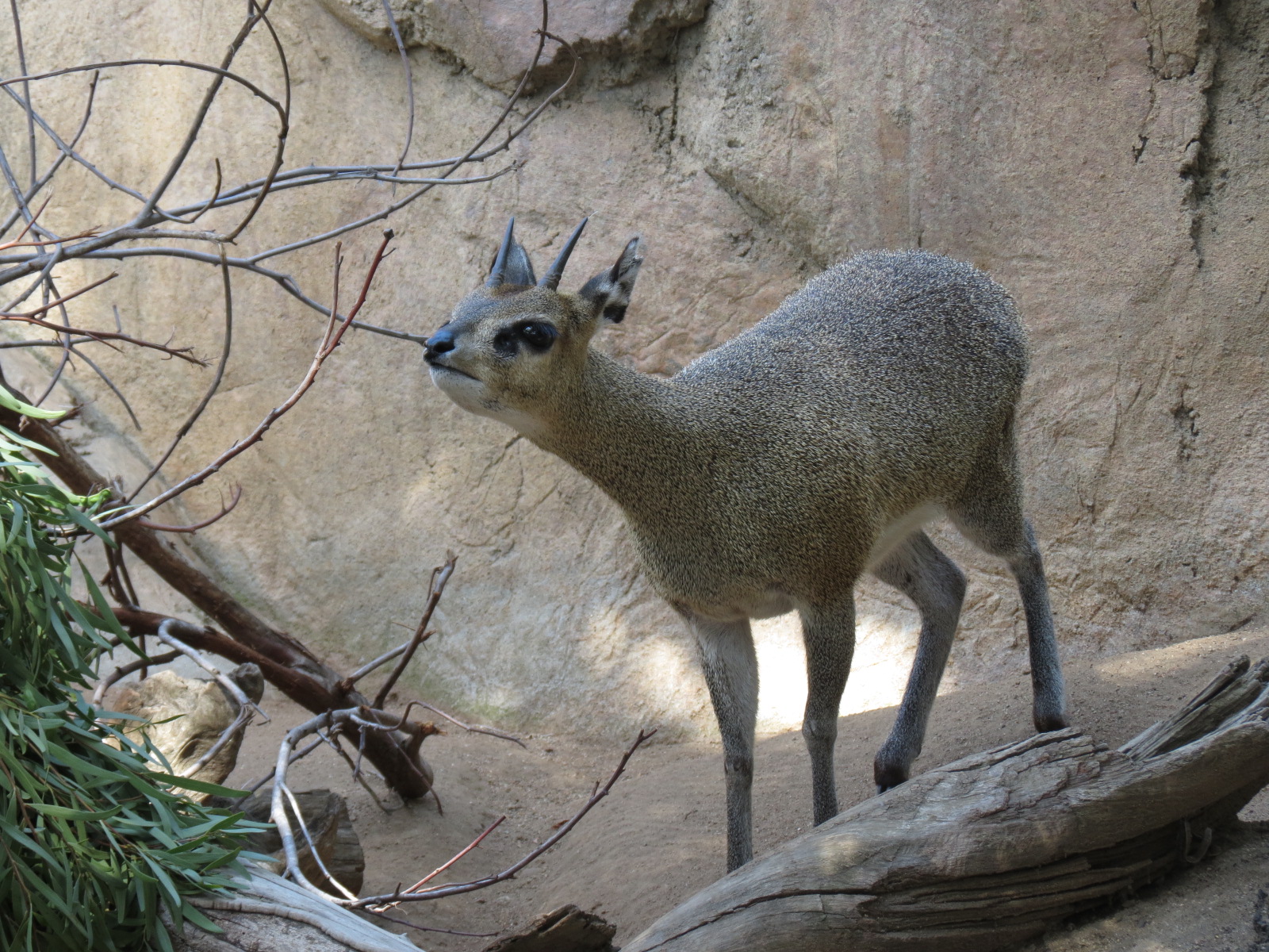 Africa Rocks - Kopje - Kopje - Klipspringer, Rock Hyrax, and Dwarf Mongoose