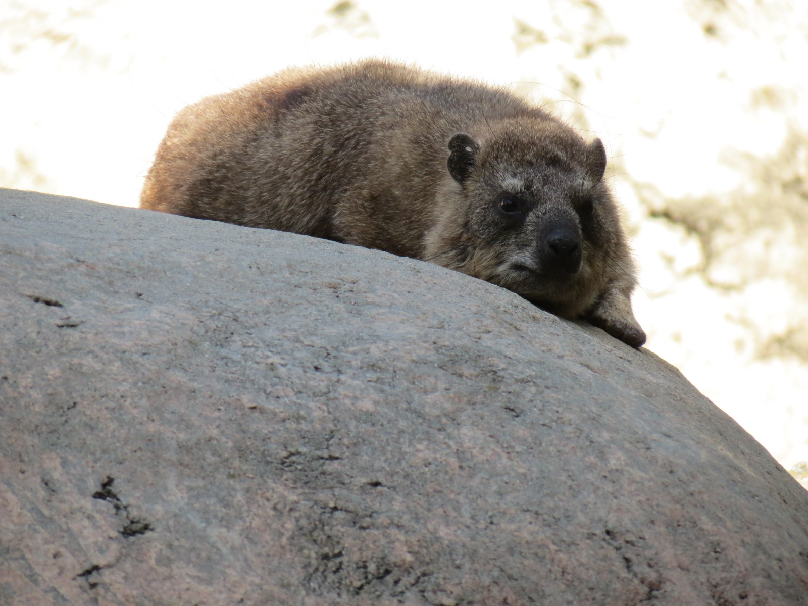 Africa Rocks - Kopje - Kopje - Klipspringer, Rock Hyrax, and Dwarf Mongoose