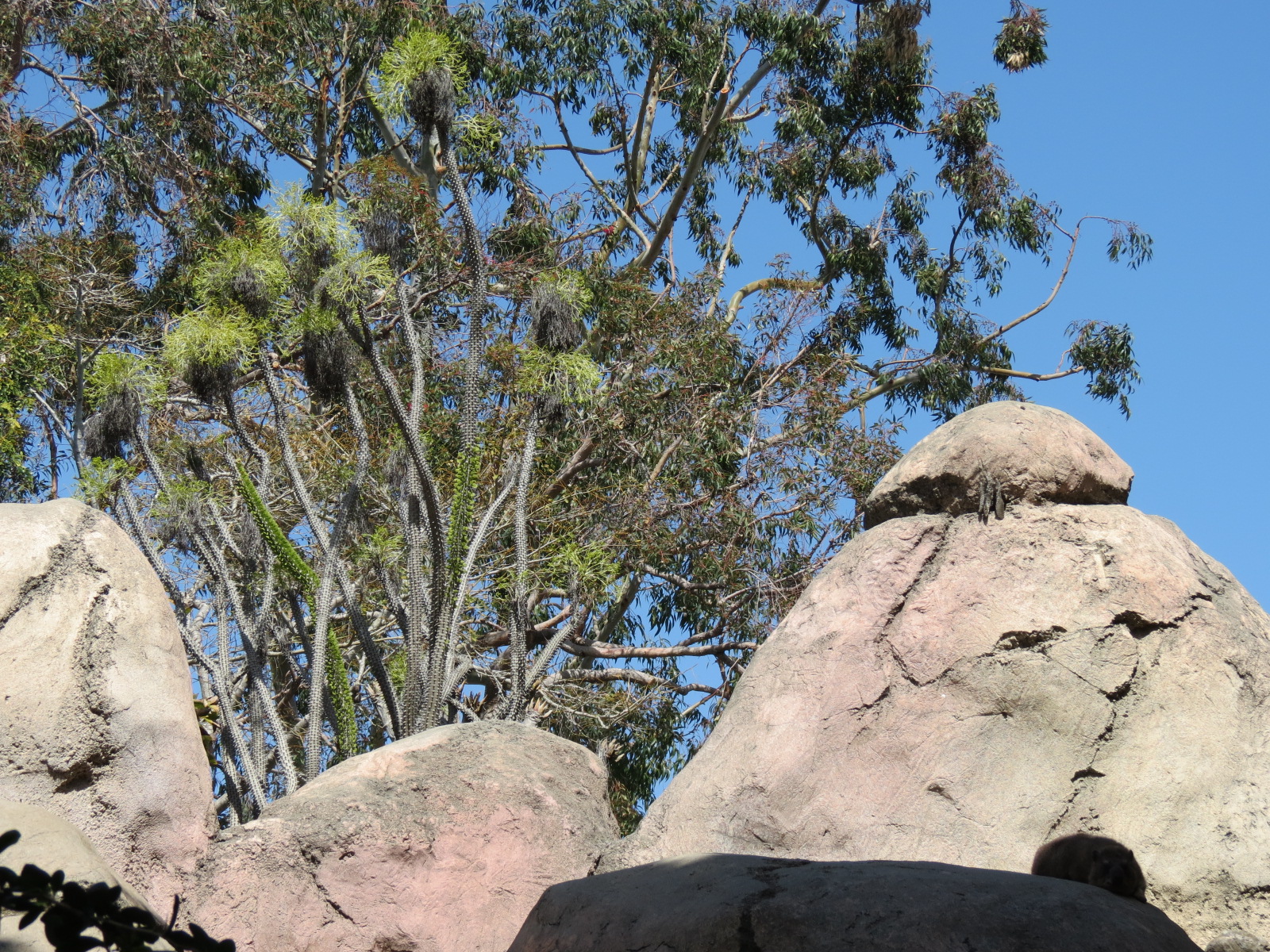 Africa Rocks - Kopje - Kopje - Klipspringer, Rock Hyrax, and Dwarf Mongoose