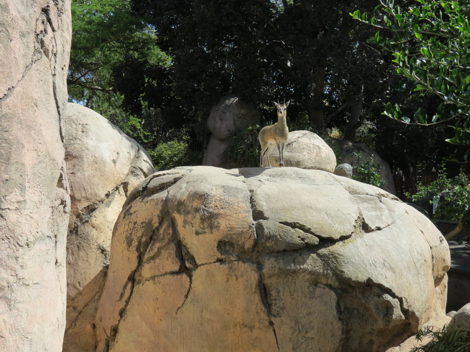 Africa Rocks - Kopje - Kopje - Klipspringer, Rock Hyrax, and Dwarf Mongoose