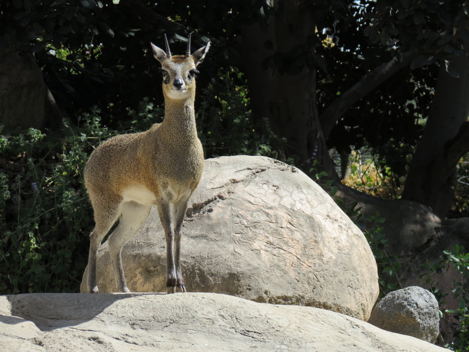 Africa Rocks - Kopje - Kopje - Klipspringer, Rock Hyrax, and Dwarf Mongoose
