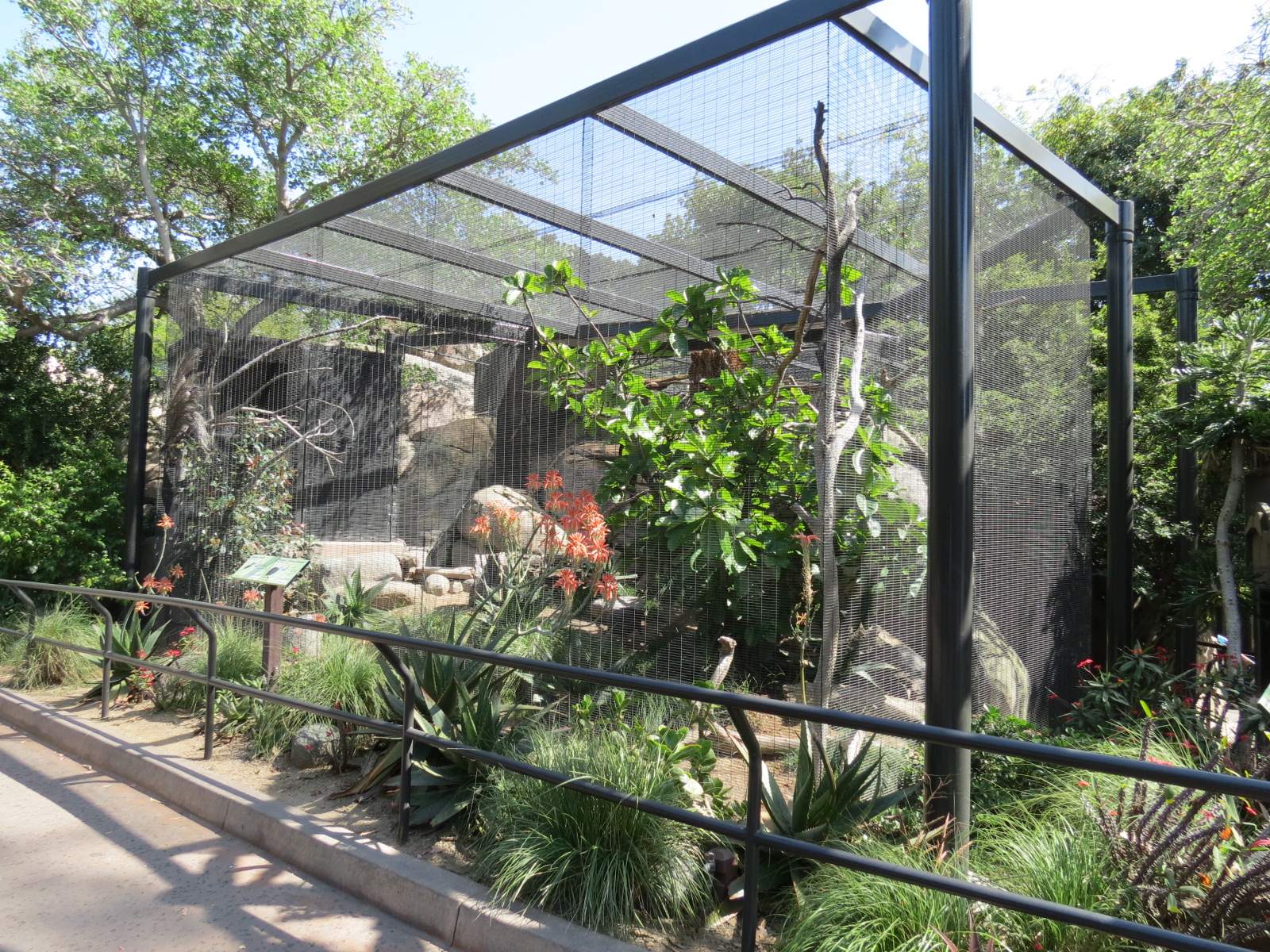 Africa Rocks - Kopje - Trumpeter Hornbill and Reichenow's Helmeted Guineafo