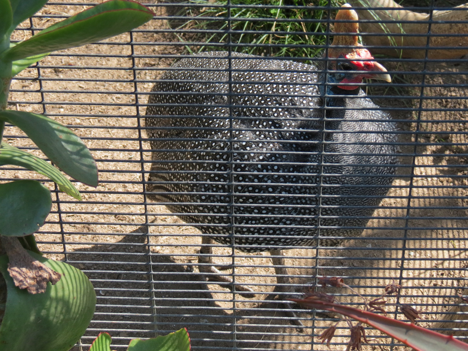 Africa Rocks - Kopje - Trumpeter Hornbill and Reichenow's Helmeted Guineafo
