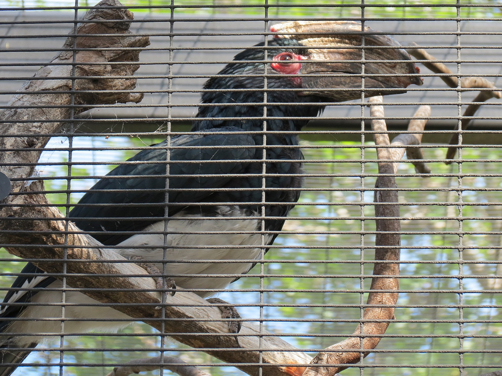Africa Rocks - Kopje - Trumpeter Hornbill and Reichenow's Helmeted Guineafo