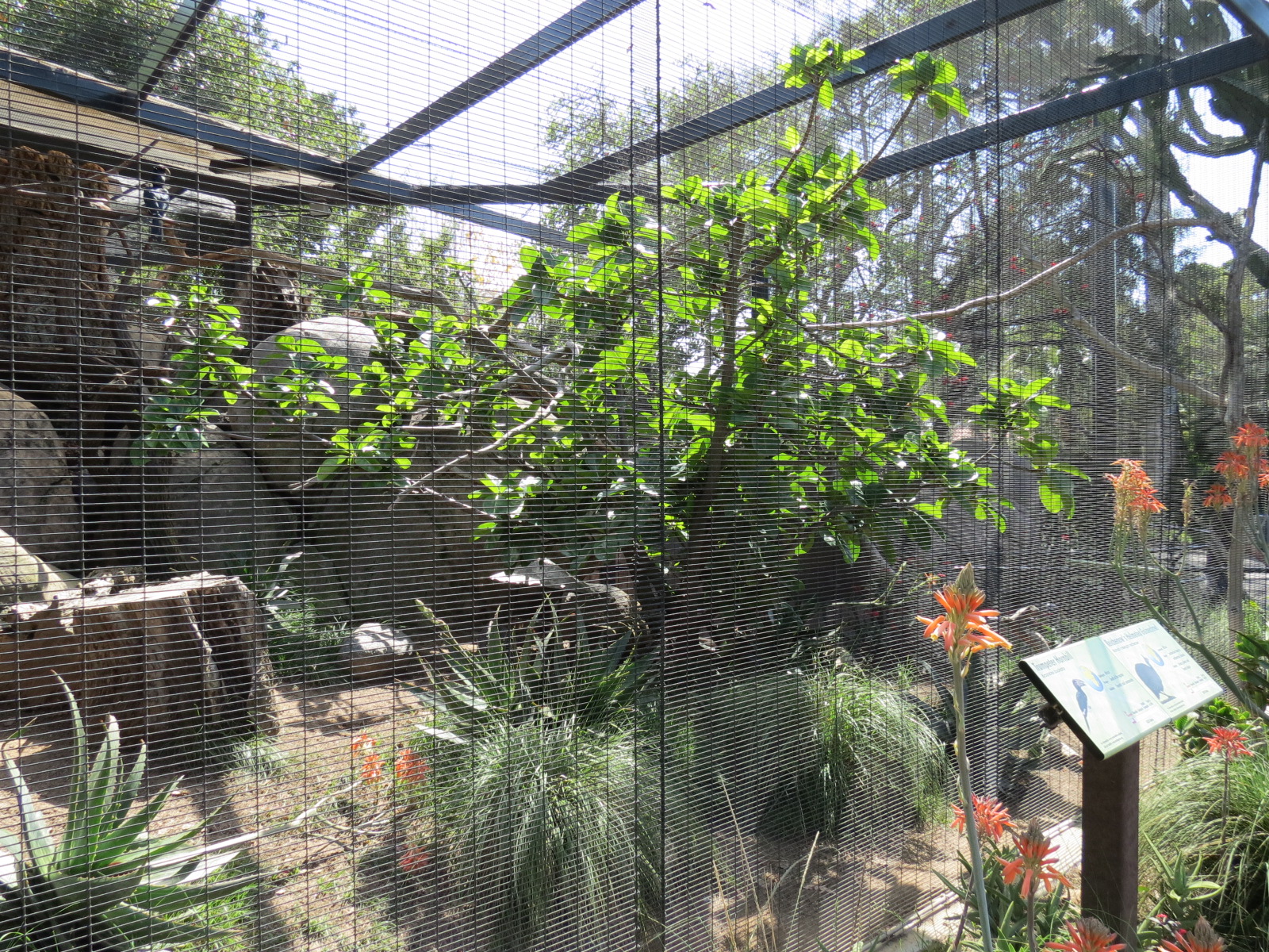 Africa Rocks - Kopje - Trumpeter Hornbill and Reichenow's Helmeted Guineafo