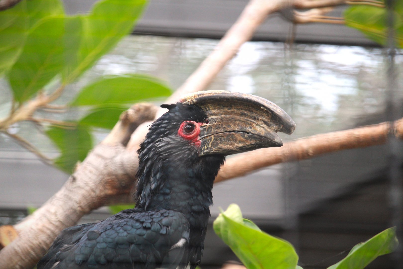 Africa Rocks - Kopje - Trumpeter Hornbill