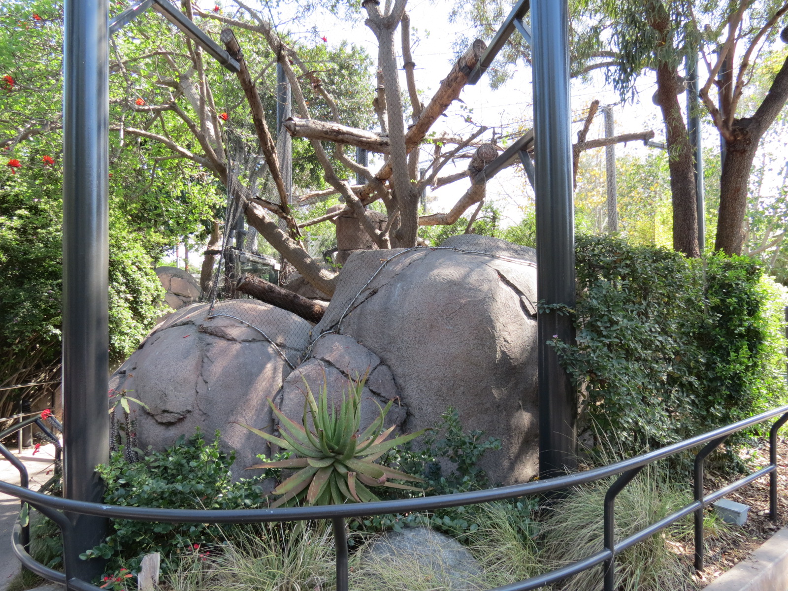 Africa Rocks - Kopje - Turkmenistan Caracal Exhibit