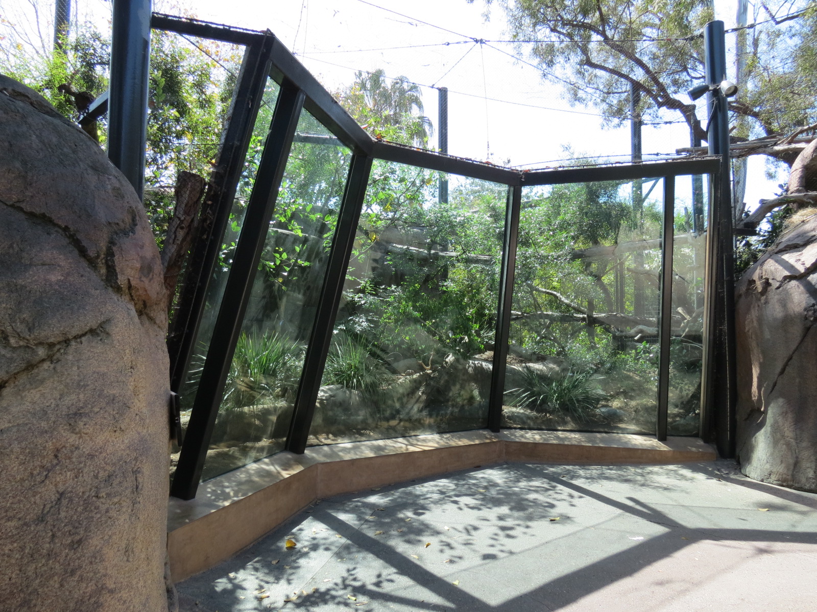 Africa Rocks - Kopje - Turkmenistan Caracal Exhibit