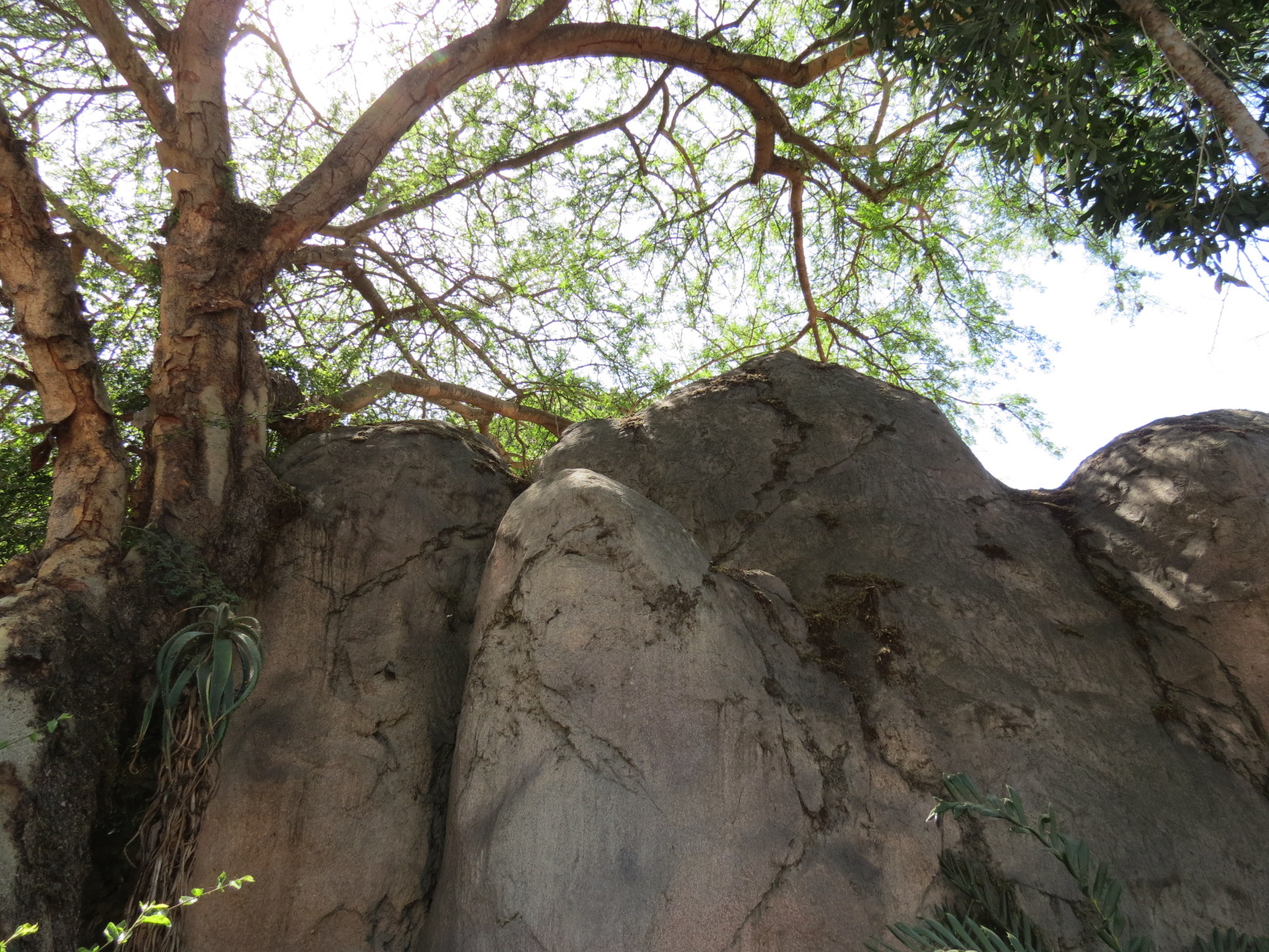 Africa Rocks - Kopje