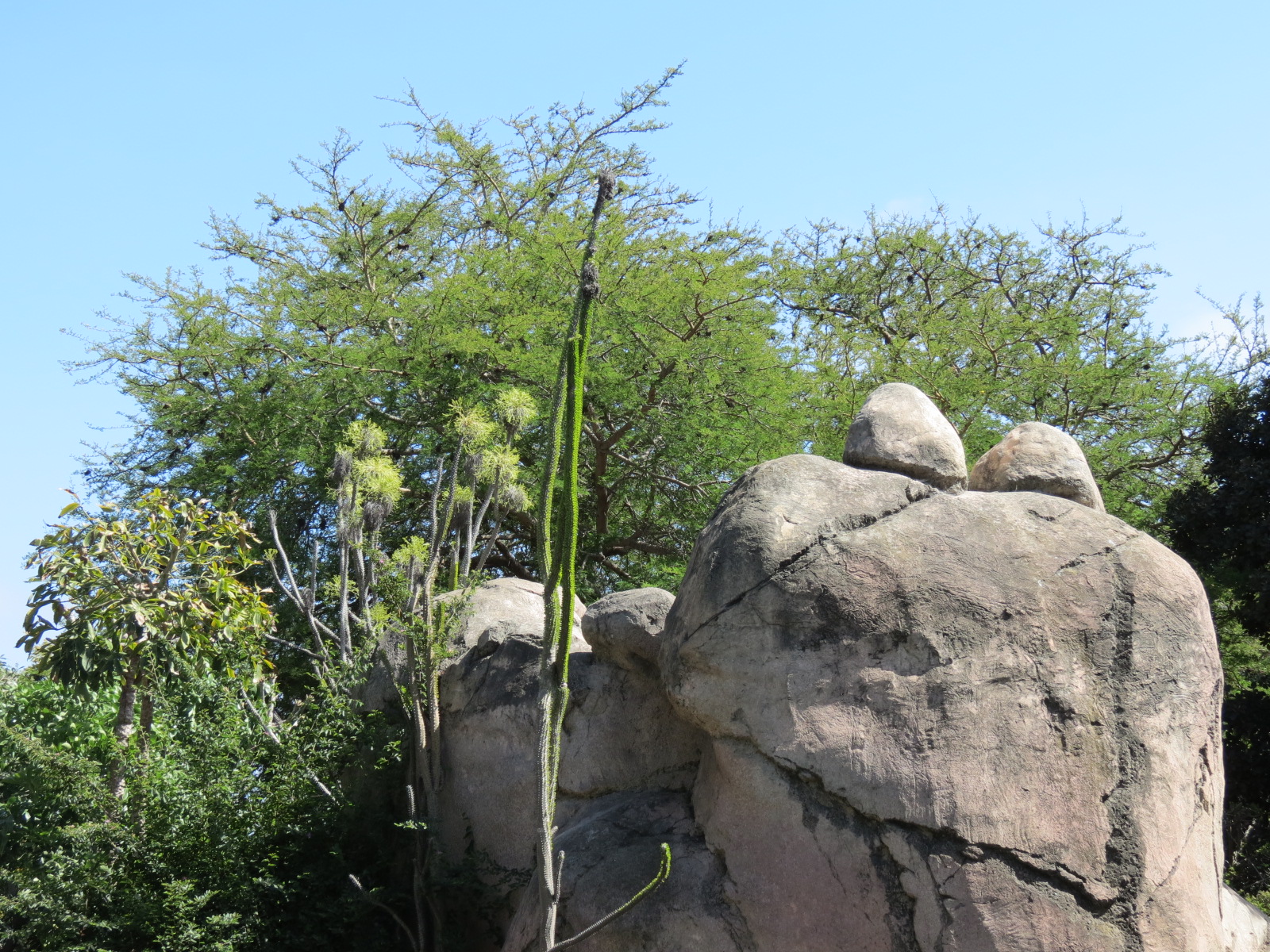 Africa Rocks - Kopje