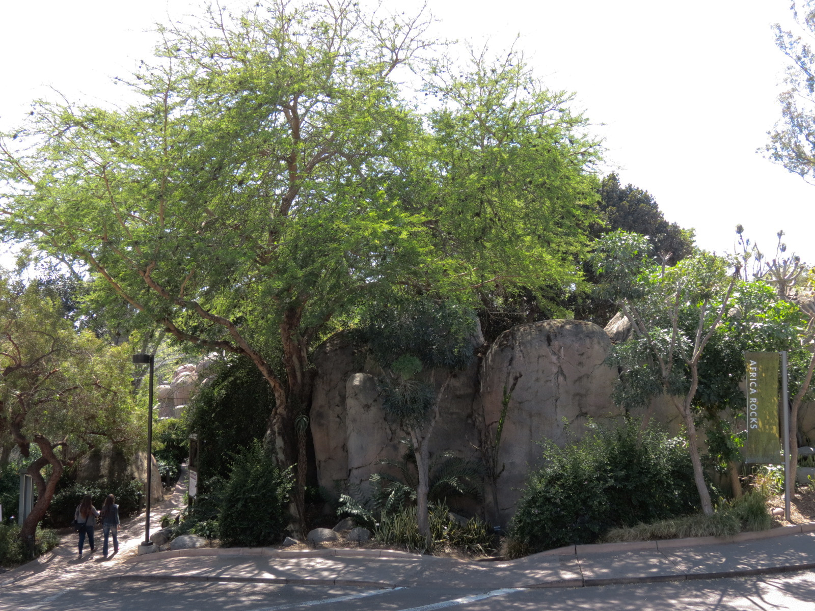 Africa Rocks - Kopje