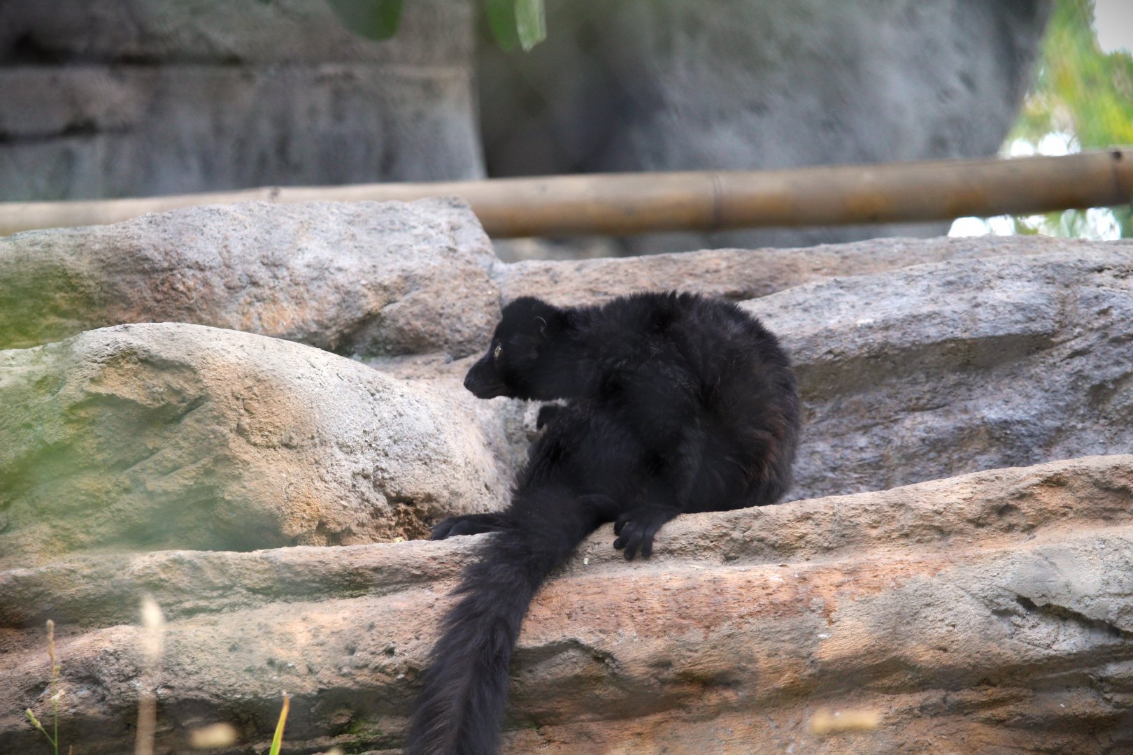 Africa Rocks - Madagascar Forest - Blue-eyed Black Lemur
