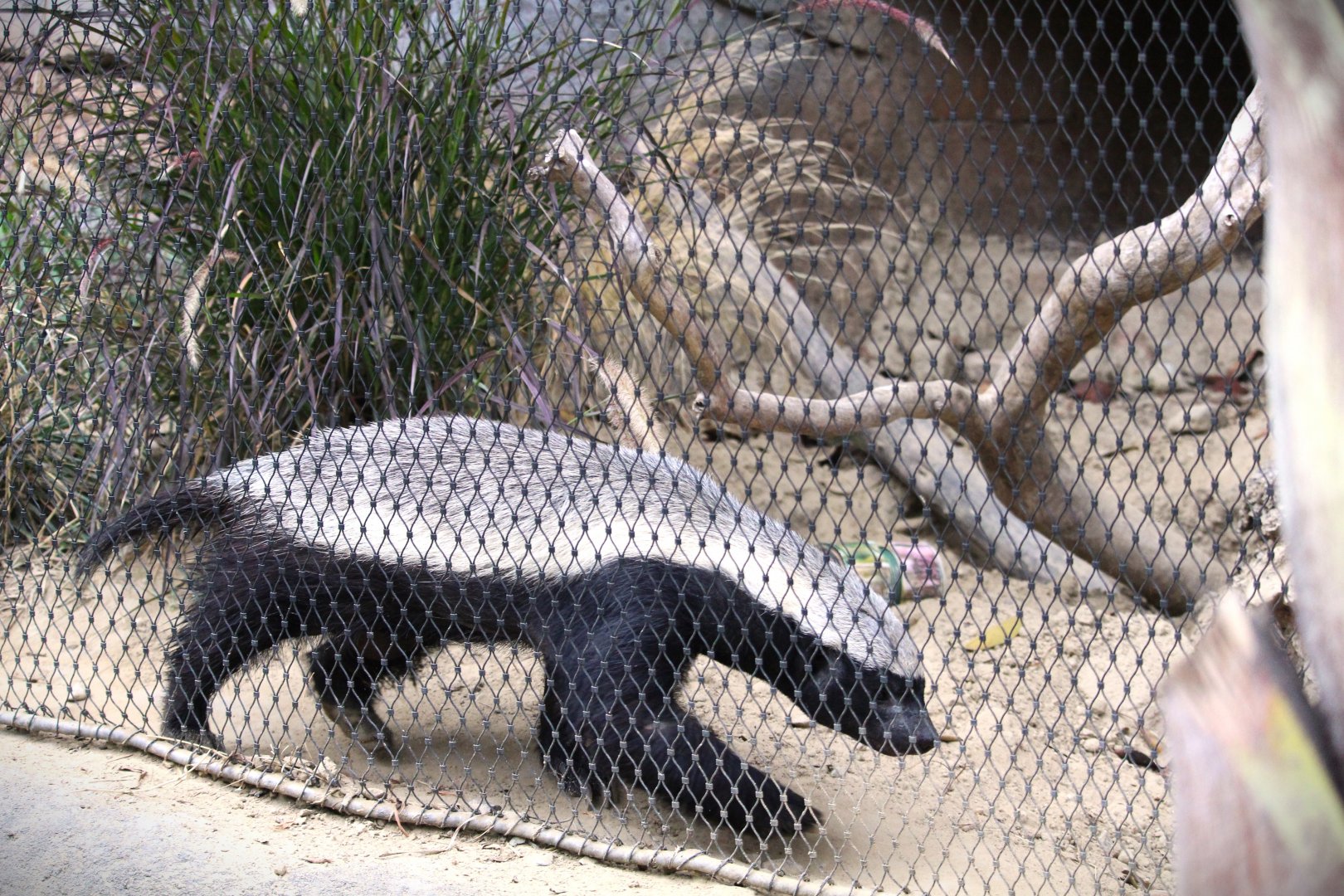 Africa Rocks - Madagascar Forest - Cape Ratel