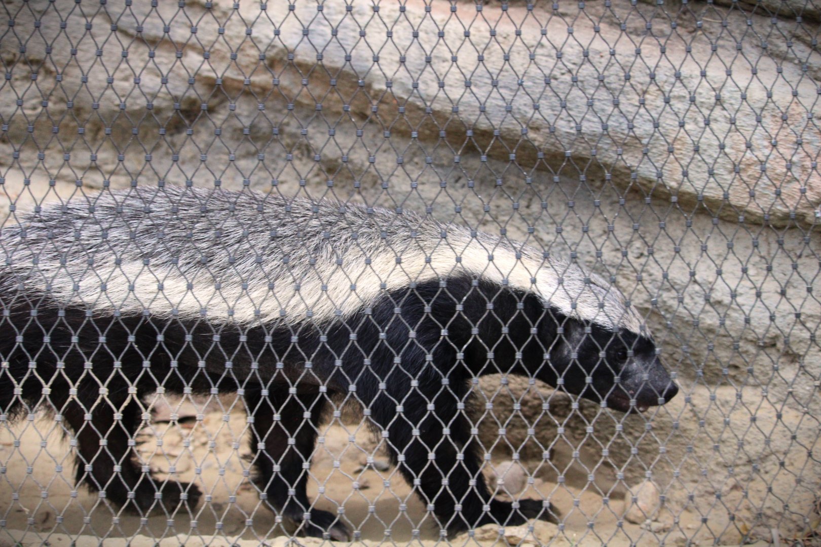 Africa Rocks - Madagascar Forest - Cape Ratel