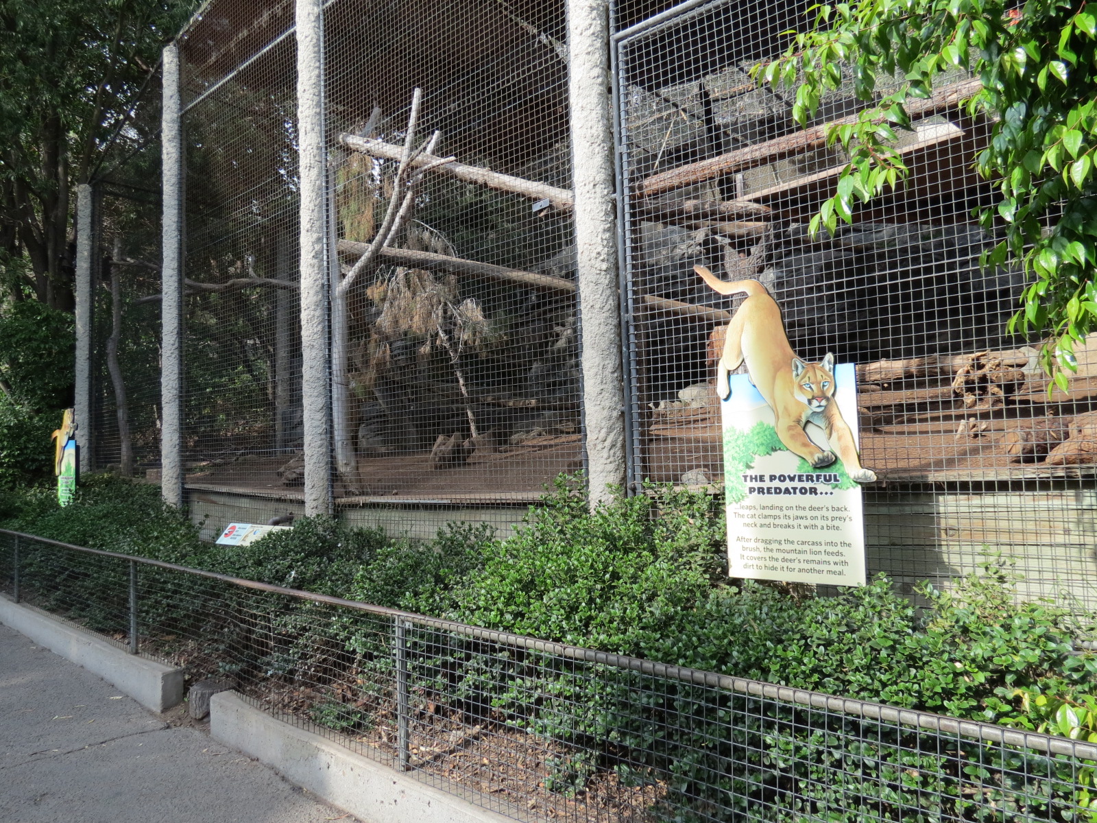 Africa Rocks - Mountain Lion Exhibit