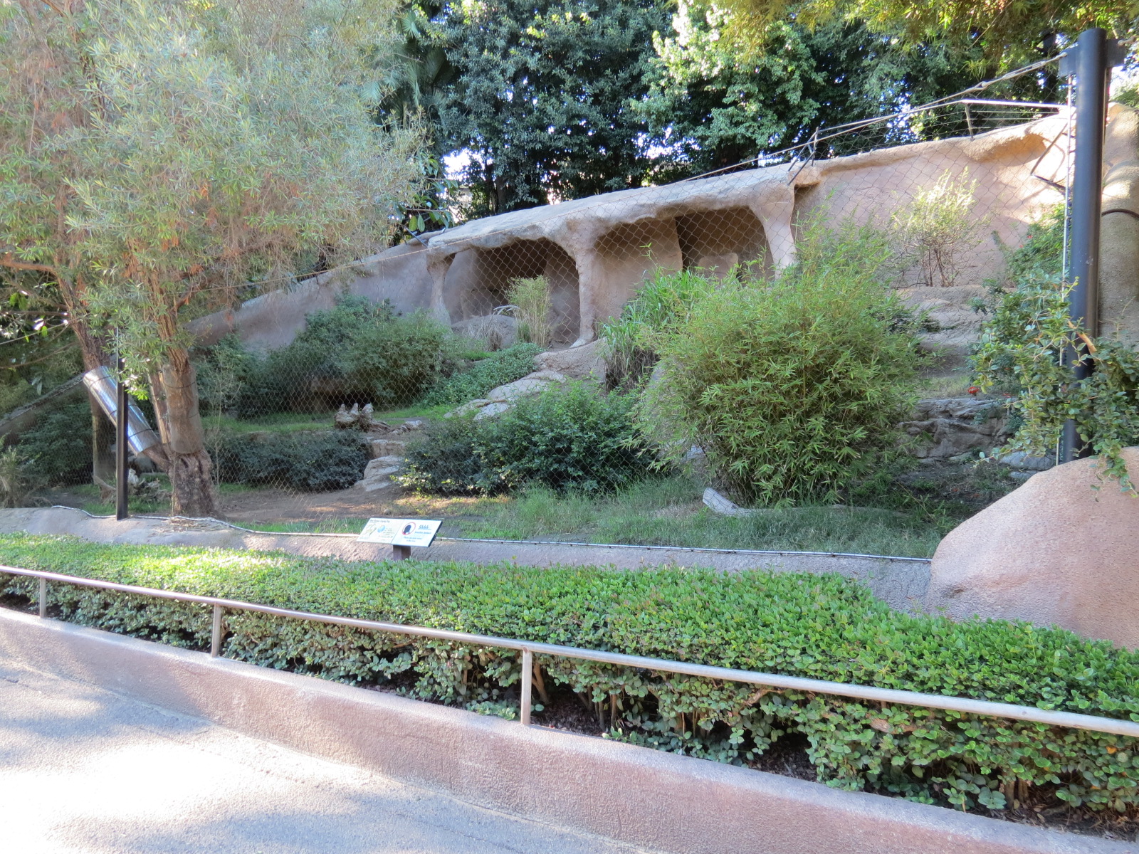 Africa Rocks - New Guinea Singing Dog Exhibit