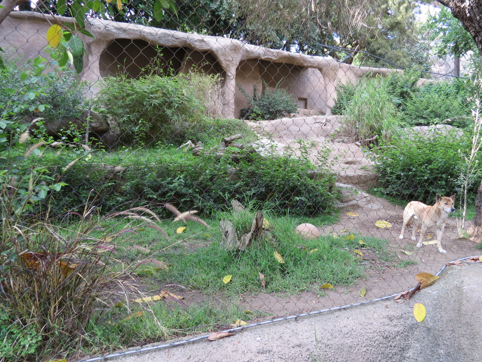 Africa Rocks - New Guinea Singing Dog Exhibit