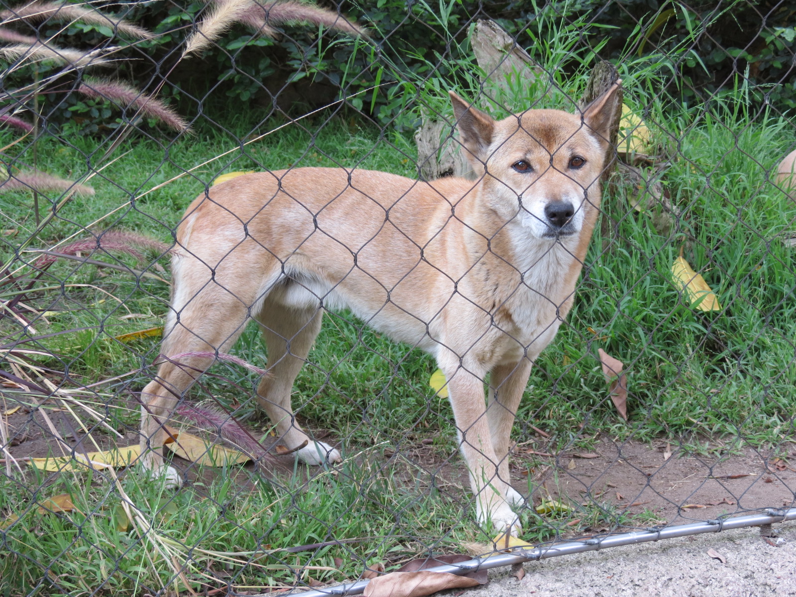 Africa Rocks - New Guinea Singing Dog Exhibit