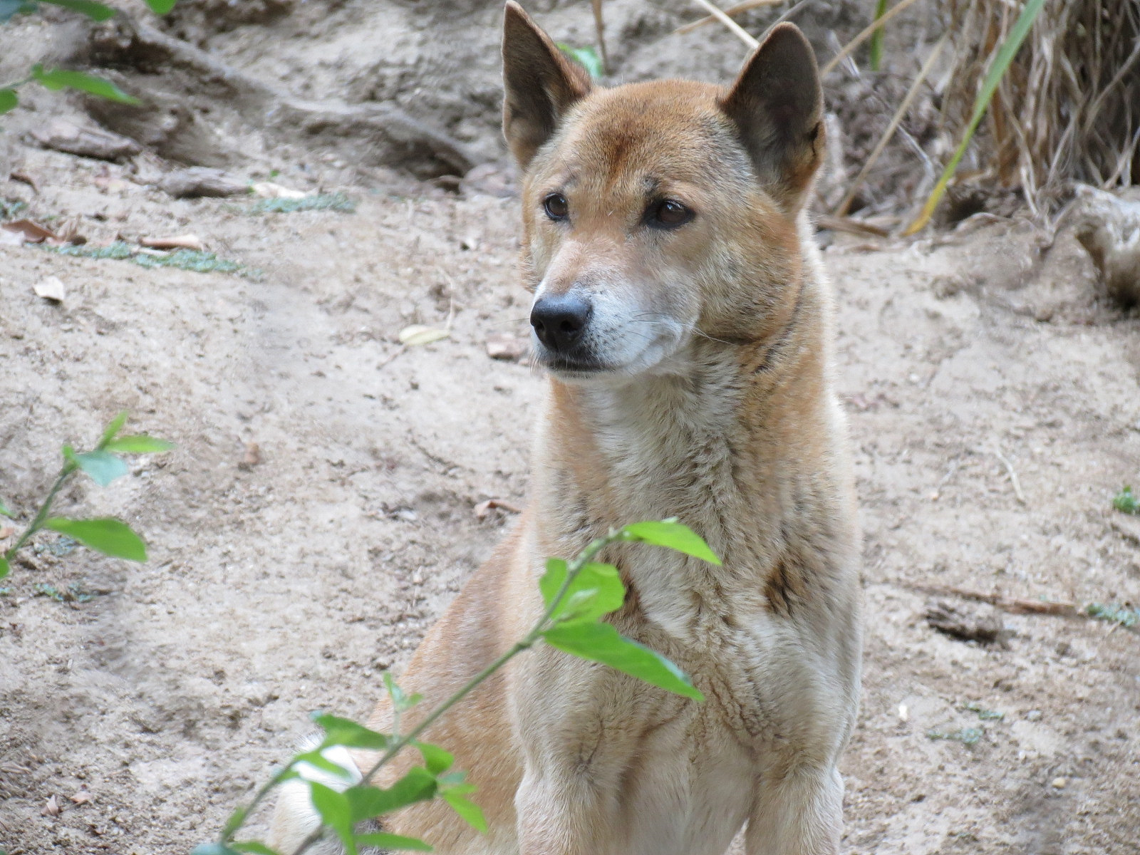Africa Rocks - New Guinea Singing Dog Exhibit