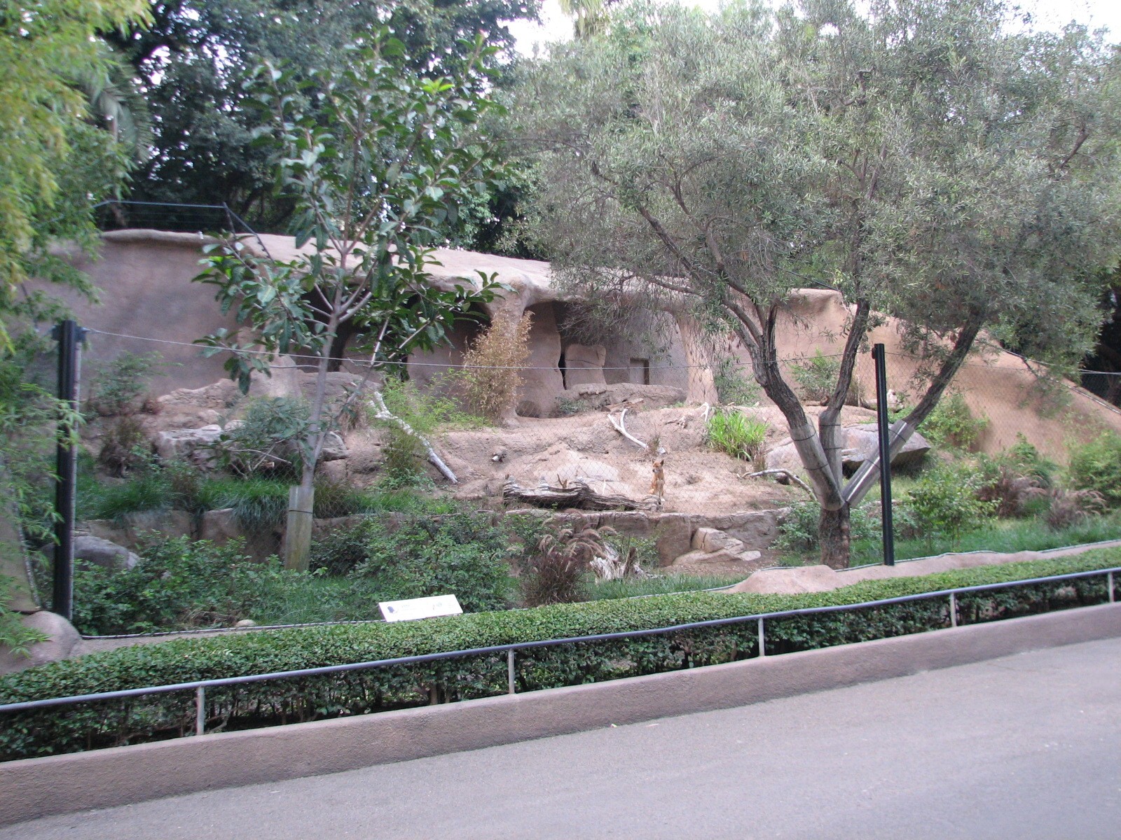 Africa Rocks - New Guinea Singing Dog Exhibit