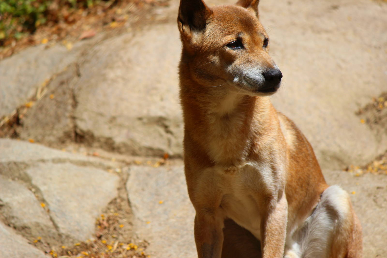 Africa Rocks - New Guinea Singing Dog