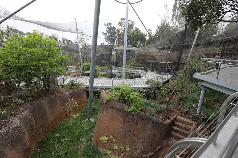 Africa Rocks overview