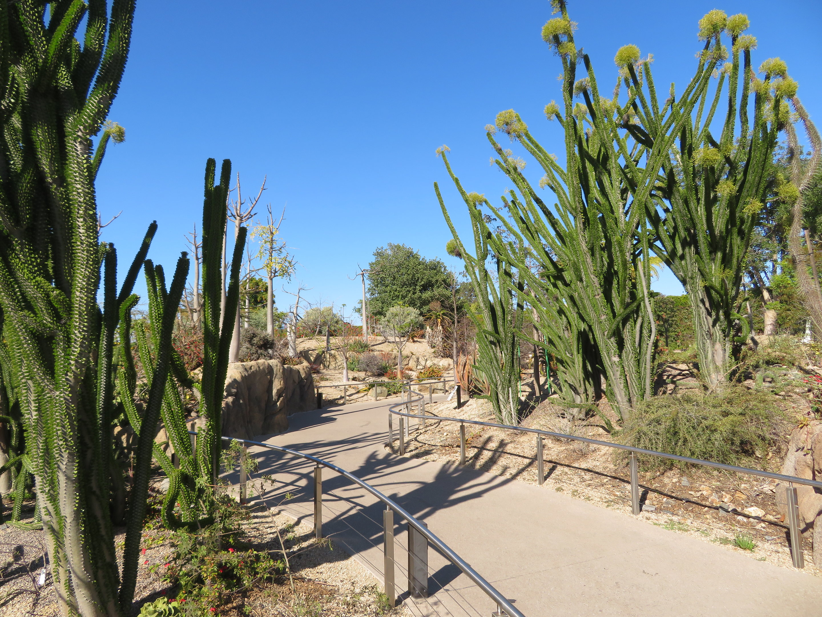 Africa Rocks - Path/Plantings